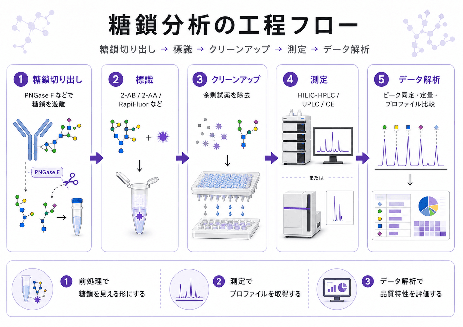 糖鎖分析とは？ 工程フロー