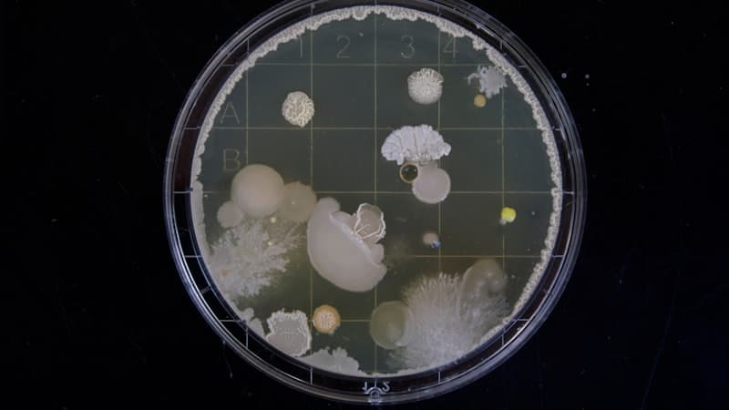 微生物の宿主・発現系の選び方とは？大腸菌・酵母・糸状菌