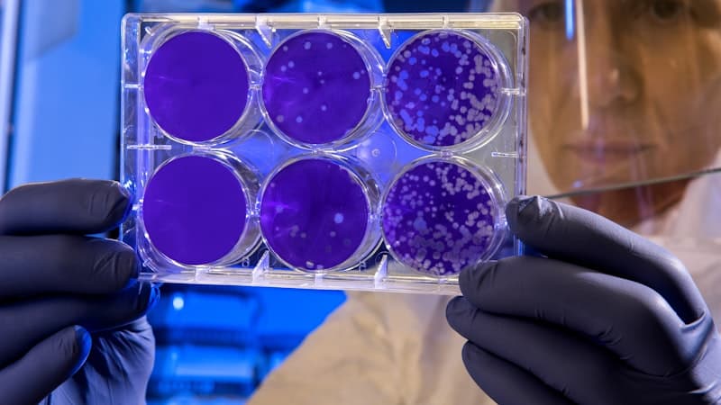 間葉系幹細胞（MSC）製剤の製造とは？分離・拡大から細胞バンクまで