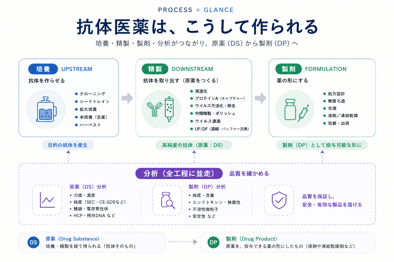 抗体医薬の製造工程とは?培養・精製・製剤・分析の流れ