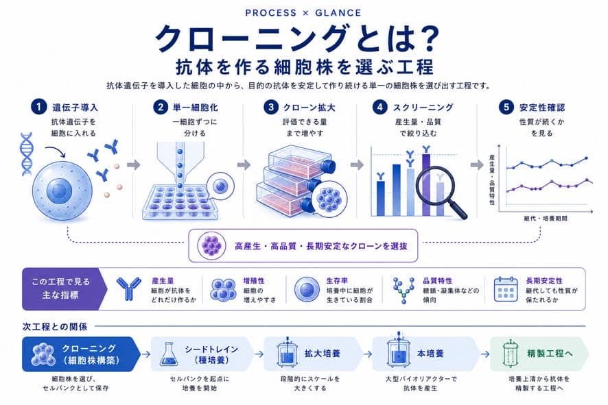クローニングとは?抗体を作る細胞株を選ぶ工程