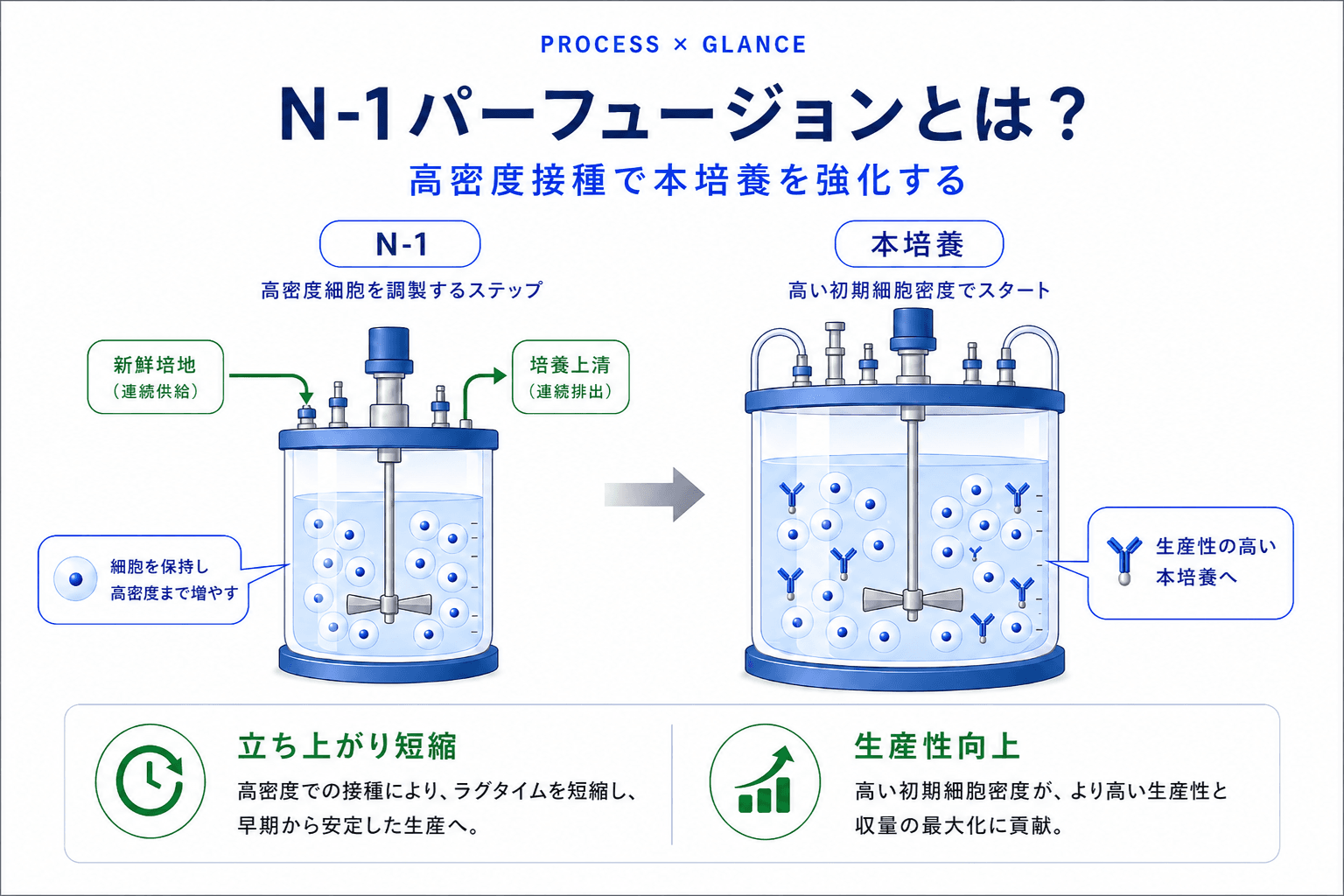N-1パーフュージョンとは?高密度接種で本培養を強化する