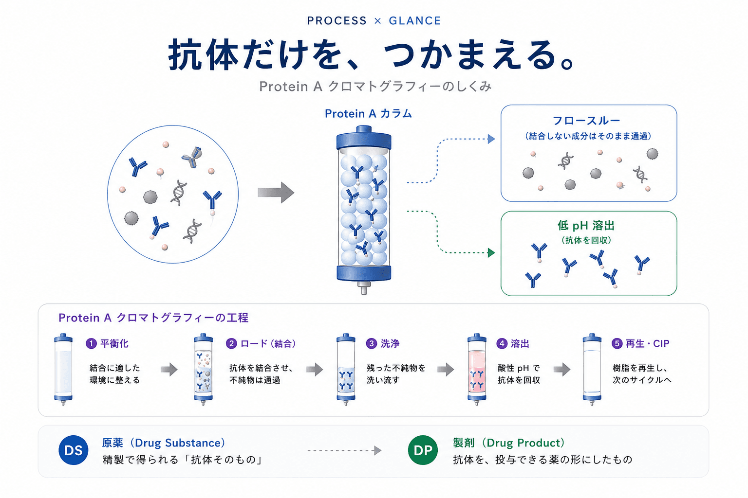 Protein A精製とは?抗体精製における役割・流れ・よくある課題