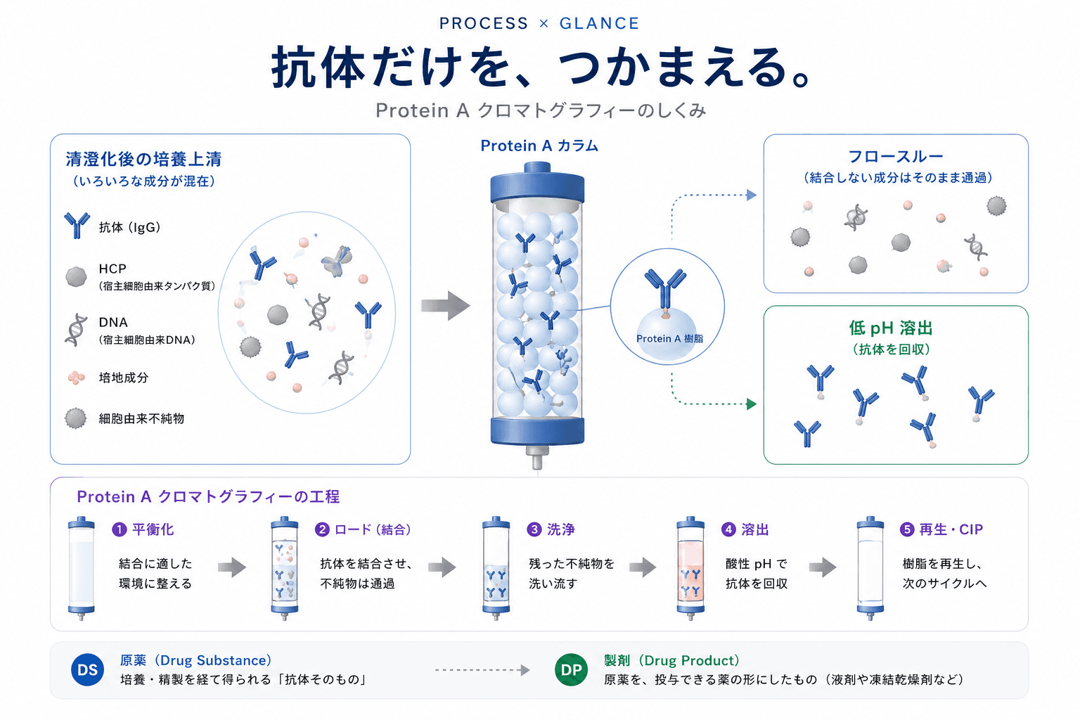 Protein A精製とは?抗体精製における役割・流れ・よくある課題