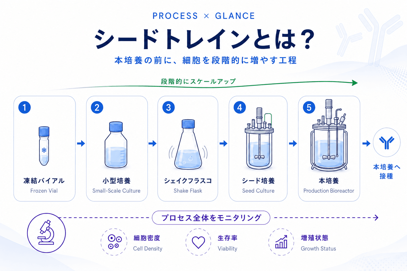 シードトレインとは?本培養の前に細胞を増やす工程
