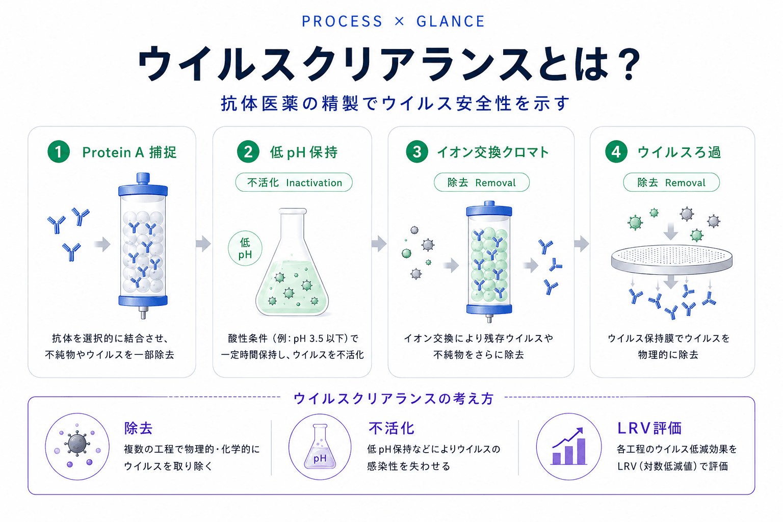 ウイルスクリアランスとは?抗体医薬の精製でウイルス安全性を示す試験