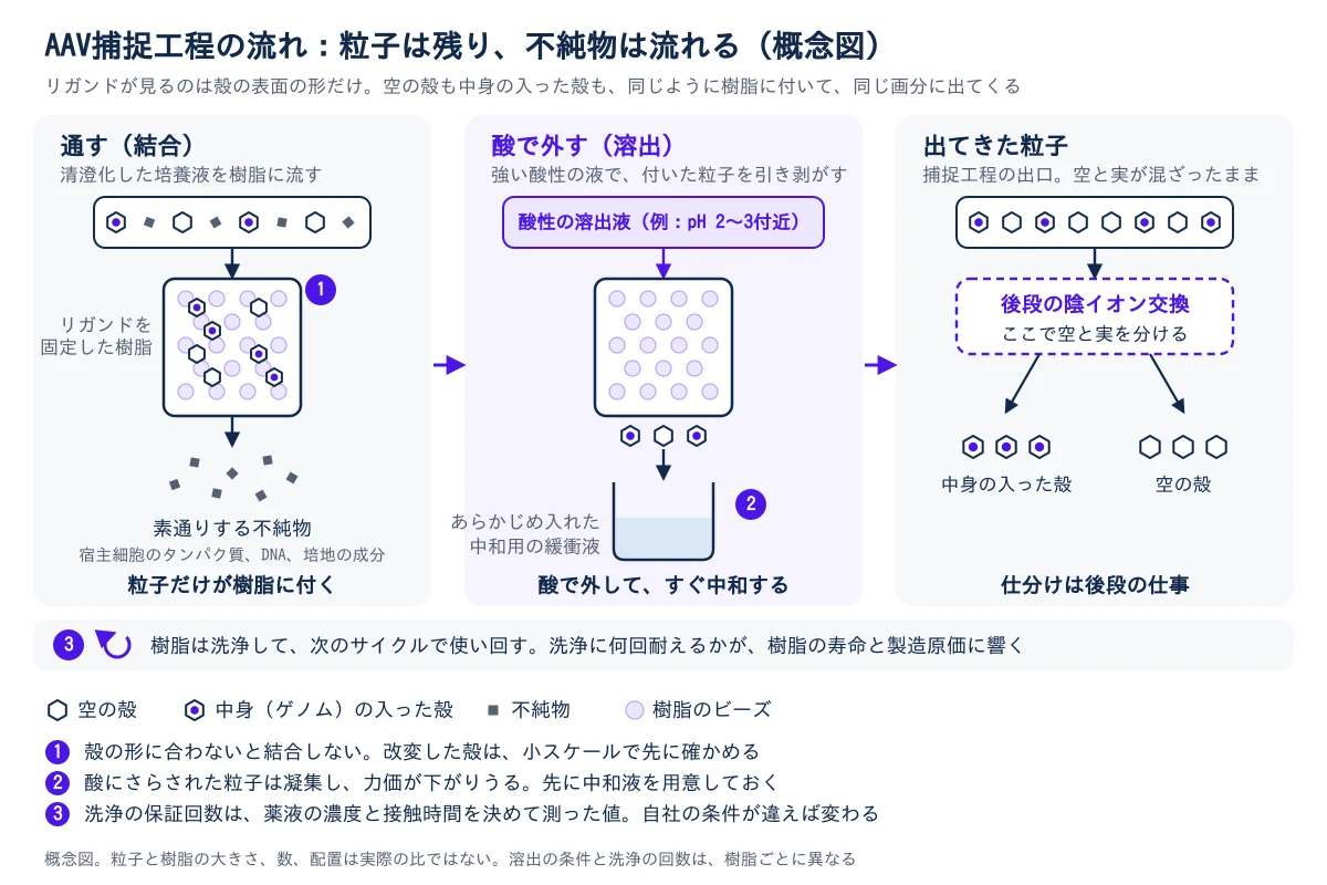 AAVアフィニティー捕捉工程の概念図。左から右へ三つの段が並ぶ。左の「通す(結合)」では、不純物(宿主細胞のタンパク質、DNA、培地の成分)と、空の殻、中身(ゲノム)の入った殻が混ざった清澄化した培養液を、リガンドを固定した樹脂のカラムに流す。空の殻も中身の入った殻も同じように樹脂に付き、不純物は素通りして流れ出る。中央の「酸で外す(溶出)」では、pH 2〜3付近の強い酸性の液を流して粒子を外し、あらかじめ中和用の緩衝液を入れた容器に集めて、すぐ中和する。右の「出てきた粒子」では、空の殻と中身の入った殻が混ざったまま出てくる。仕分けは後段の陰イオン交換で行い、そこで中身の入った殻と空の殻に分かれる。下の帯は、樹脂は洗浄して次のサイクルで使い回し、洗浄に何回耐えるかが樹脂の寿命と製造原価に響くことを示す。番号の付いた三点はつまずきやすい場所で、1は殻の形に合わないと結合しないこと(改変した殻は小スケールで先に確かめる)、2は酸にさらされた粒子が凝集して力価が下がりうること(先に中和液を用意しておく)、3は洗浄の保証回数が、薬液の濃度と接触時間を決めて測った値で、自社の条件が違えば変わることである。