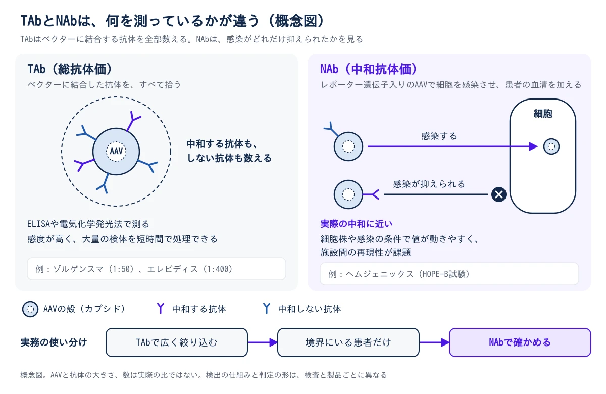 TAbとNAbが何を測っているかを比べた概念図。左のTAb(総抗体価)は、AAVの殻(カプシド)に結合した抗体をすべて拾って数える。中和する抗体も、中和しない抗体も数えるので、ELISAや電気化学発光法で測り、感度が高く、大量の検体を短時間で処理できる。基準の例はゾルゲンスマの1:50とエレビディスの1:400。右のNAb(中和抗体価)は、レポーター遺伝子入りのAAVで細胞を感染させ、患者の血清を加えて、感染がどれだけ抑えられたかを見る。中和しない抗体がついたAAVは細胞に感染するが、中和する抗体がついたAAVは感染が抑えられる。実際の中和に近い一方、細胞株や感染の条件で値が動きやすく、施設間の再現性が課題。基準の例はヘムジェニックスのHOPE-B試験。下の帯は実務の使い分けで、TAbで広く絞り込み、境界にいる患者だけNAbで確かめる。AAVと抗体の大きさ、数は実際の比ではない。