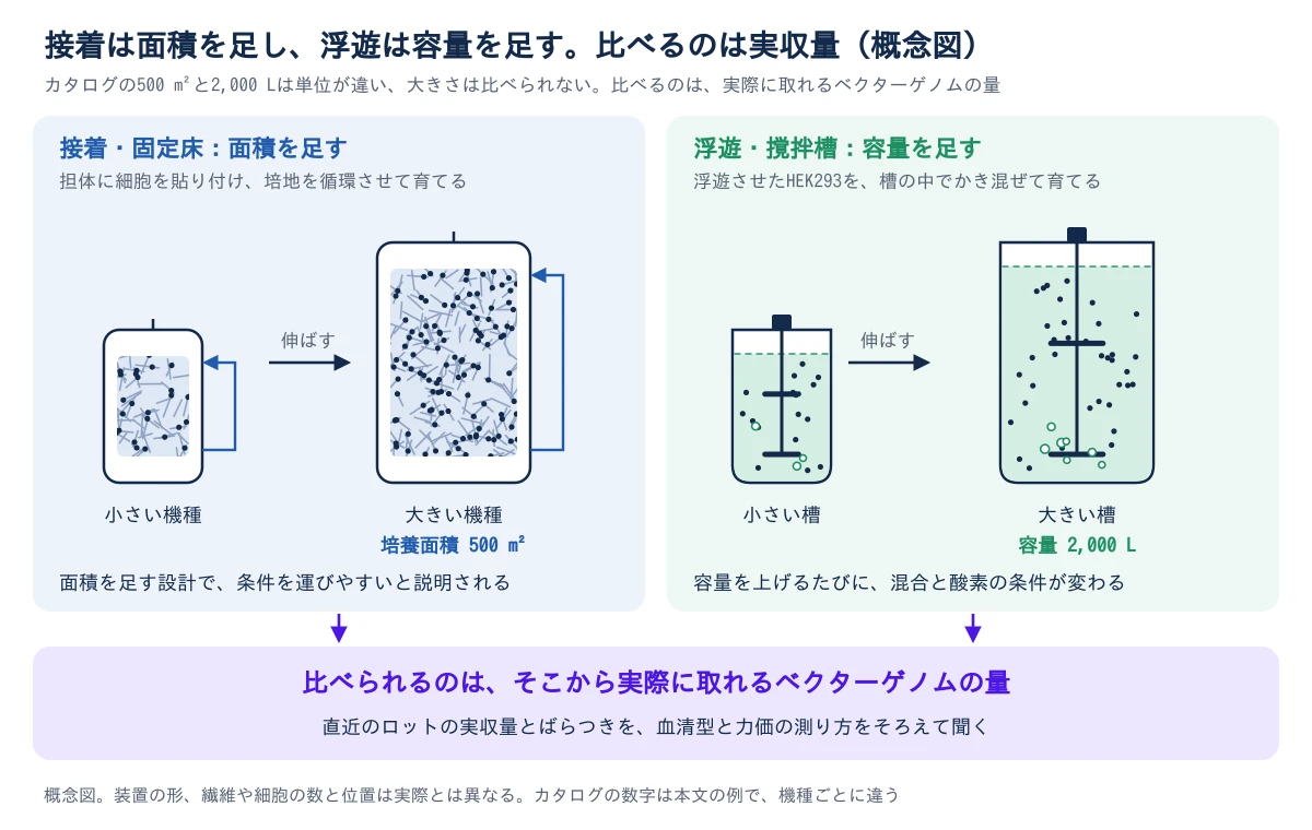 左右に二つのパネルを並べた概念図。左は接着の固定床で、担体に細胞を貼り付けた小さい機種から大きい機種へ、培養面積を足して規模を伸ばす(例として培養面積500平方メートル)。培地は循環し、面積を足す設計なので条件を運びやすいと説明される。右は浮遊の撹拌槽で、羽根のついた小さい槽から大きい槽へ、容量を足して規模を伸ばす(例として2,000リットル)。容量を上げるたびに混合と酸素の条件が変わる。下の枠に、面積と容量は単位が違うので、比べられるのはそこから実際に取れるベクターゲノムの量であり、直近のロットの実収量とばらつきを、血清型と力価の測り方をそろえて聞く、と書かれている。