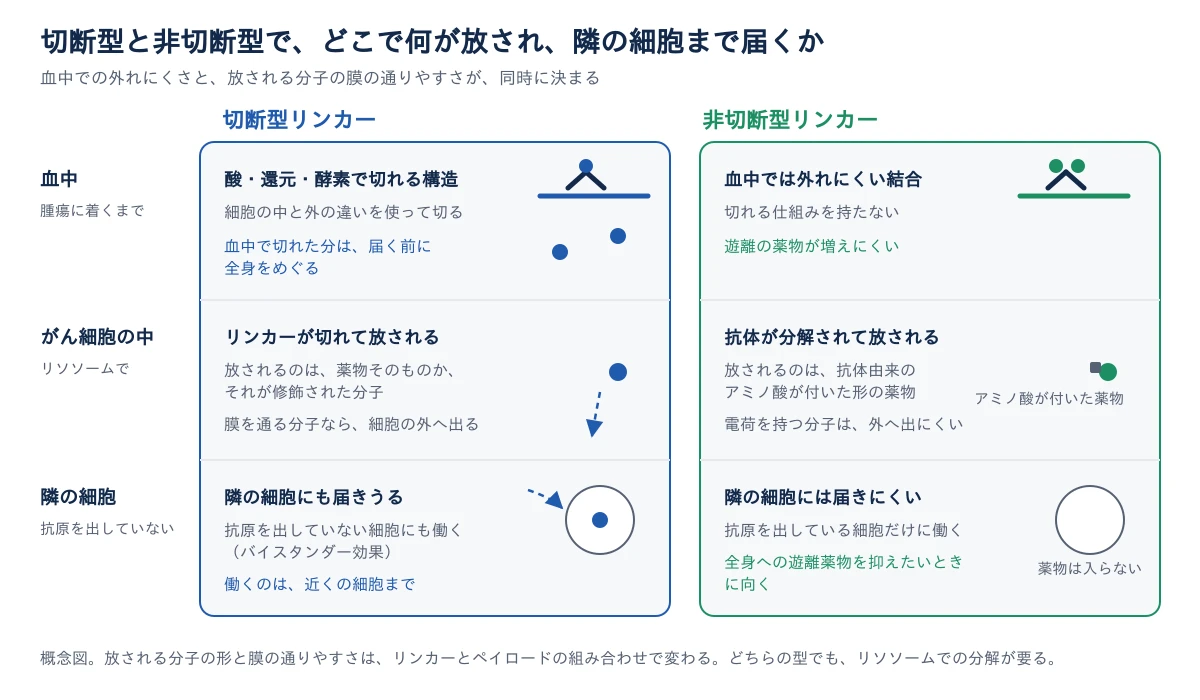 左の列が切断型リンカー、右の列が非切断型リンカーで、上から血中、がん細胞の中、隣の細胞の3段で比べている。血中では、切断型は酸・還元・酵素で切れる構造を持ち、細胞の中と外の違いを使って切るが、血中で切れた分は届く前に全身をめぐる。非切断型は血中では外れにくく、遊離の薬物が増えにくい。がん細胞の中では、切断型はリンカーが切れて、薬物そのものかそれが修飾された分子が放され、膜を通る分子なら細胞の外へ出る。非切断型は抗体が分解されて、抗体由来のアミノ酸が付いた形の薬物が放され、電荷を持つ分子は外へ出にくい。隣の細胞では、切断型は抗原を出していない細胞にも働きうるが、働くのは近くの細胞までで、非切断型では隣の細胞に薬物が入らない。概念図で、放される分子の形と膜の通りやすさは、リンカーとペイロードの組み合わせで変わる