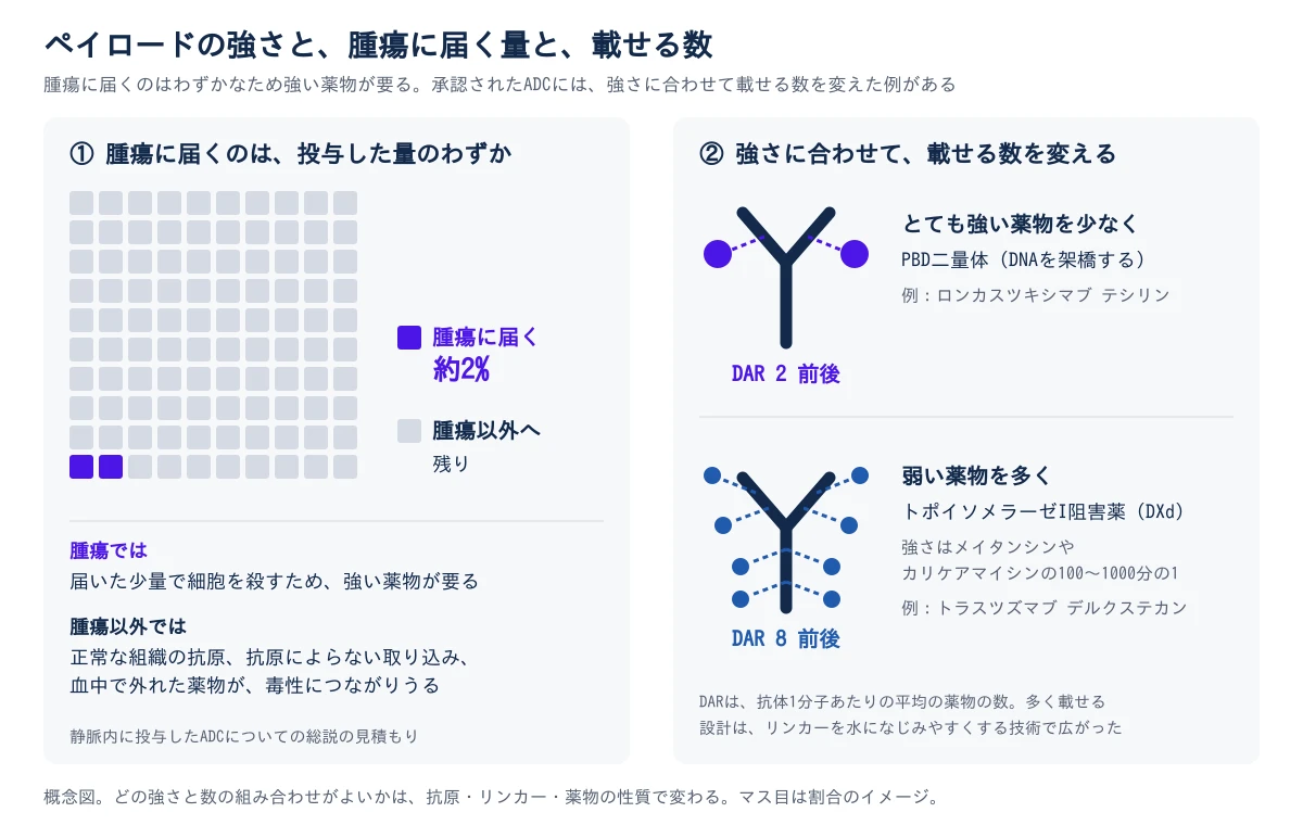 左は、静脈内に投与したADCのうち腫瘍に届くのは約2%という総説の見積もりを、100のマス目のうち2つを色付けして示す。腫瘍では、届いた少量で細胞を殺すため強い薬物が要る。腫瘍以外では、正常な組織の抗原、抗原によらない取り込み、血中で外れた薬物が毒性につながりうる。右は、承認されたADCでの強さと載せる数の組み合わせの2つの例。上は、とても強い薬物を少なく載せる例で、DNAを架橋するPBD二量体をDAR 2前後で載せたロンカスツキシマブ テシリン。下は、弱い薬物を多く載せる例で、強さがメイタンシンやカリケアマイシンの100〜1000分の1のトポイソメラーゼI阻害薬DXdをDAR 8前後で載せたトラスツズマブ デルクステカン。DARは抗体1分子あたりの平均の薬物の数で、多く載せる設計はリンカーを水になじみやすくする技術で広がった。概念図で、どの組み合わせがよいかは抗原・リンカー・薬物の性質で変わる
