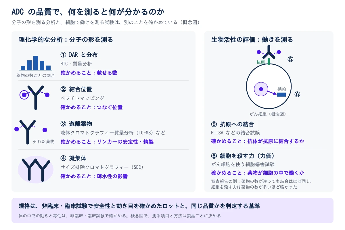 左は、分子の形を測る理化学的な分析の4項目。①DARと分布はHICと質量分析で測り、載せる数を確かめる。②結合位置はペプチドマッピングで読み、つなぐ位置を確かめる。③遊離薬物は抗体から外れた薬物を液体クロマトグラフィー質量分析(LC-MS)などで測り、リンカーの安定性と精製を確かめる。④凝集体はサイズ排除クロマトグラフィー(SEC)で測り、疎水性の影響を確かめる。右は、働きを測る生物活性の評価の2項目で、がん細胞の表面の抗原にADCが結合し、細胞の中で放された薬物が標的に届く様子を描いている。⑤抗原への結合はELISAなどの結合試験で測り、抗体が抗原に結合するかを確かめる。⑥細胞を殺す力(力価)はがん細胞を使う細胞傷害試験で測り、薬物が細胞の中で働くかを確かめる。審査報告の例として、薬物の数が違っても結合はほぼ同じで、細胞を殺す力は薬物の数が多いほど強かったと添えている。下の帯には、規格は非臨床・臨床試験で安全性と効き目を確かめたロットと同じ品質かを判定する基準で、体の中での動きと毒性は非臨床・臨床試験で確かめると書いている。概念図で、測る項目と方法は製品ごとに決める