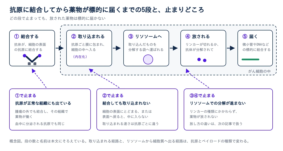 上段に5つの段を左から順に示す。①抗体が細胞の表面の抗原に結合する。②抗原ごと膜に包まれ、細胞の中へ入る(内在化)。③取り込んだものを分解する袋であるリソソームへ運ばれる。④リンカーが切れるか抗体が分解されて、薬物が放される。⑤放された薬物が微小管やDNAなどの標的に結合する。②から⑤はがん細胞の中で起きる。下段に、届かなくなる3つの止まりどころを示す。①で止まる場合は、抗原が正常な組織にも出ていて、腫瘍の外でも結合し、その組織で薬物が働く。血中に分泌される抗原でも同じ。②で止まる場合は、結合しても細胞の表面にとどまる、または表面へ戻るため、中に入らない。取り込まれる速さは抗原ごとに違う。③④で止まる場合は、リソソームでの分解が進まず、リンカーの種類にかかわらず薬物が放されない。概念図で、取り込まれる経路とリソソームから細胞質へ出る経路は、抗原とペイロードの種類で変わる