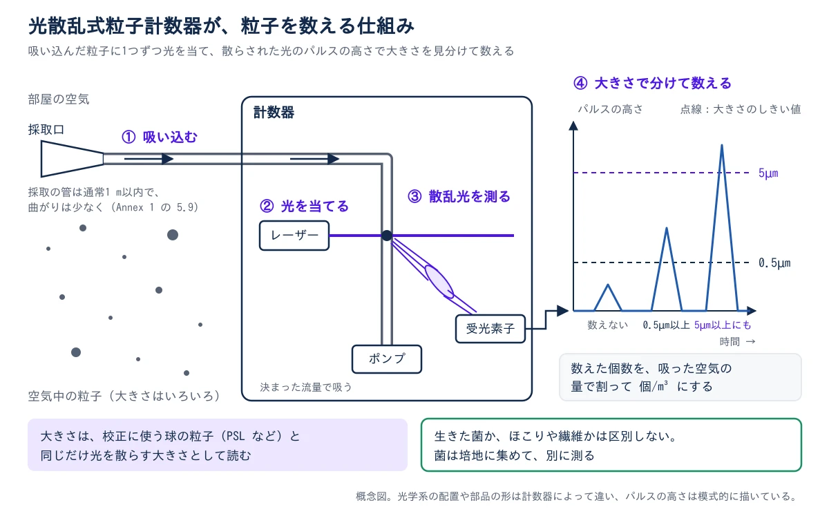 左に部屋の空気と、大きさのいろいろな粒子を点で描く。採取口から細い管で空気を吸い込み(①吸い込む)、管は通常1 m以内で曲がりは少なくすると注記する(Annex 1 の 5.9)。管は計数器の中で下へ曲がり、下のポンプが決まった流量で吸う。管の途中を、左のレーザーから右へ向かう光が横切り(②光を当てる)、光の中に入った粒子が光を散らす。散らされた光はレンズで集められ、右下の受光素子に届く(③散乱光を測る)。受光素子からの矢印は右のグラフへつながる。グラフの横軸は時間、縦軸はパルスの高さで、点線のしきい値が下に0.5µm、上に5µmの2本ある。3つのパルスのうち、0.5µmに届かない小さいものは数えない、0.5µmを超えるものは0.5µm以上に数える、5µmを超える高いものは5µm以上にも数える(④大きさで分けて数える)。その下に、数えた個数を吸った空気の量で割って個/m³にすると示す。下の2つの枠に、大きさは校正に使う球の粒子(PSL など)と同じだけ光を散らす大きさとして読むこと、生きた菌か、ほこりや繊維かは区別せず、菌は培地に集めて別に測ることを示す。概念図で、光学系の配置や部品の形は計数器によって違い、パルスの高さは模式的に描いている