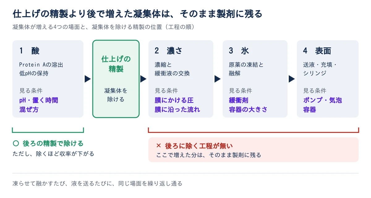 題は、仕上げの精製より後で増えた凝集体は、そのまま製剤に残る。左から工程の順に、酸(Protein Aの溶出、低pHの保持、見る条件はpH・置く時間・混ぜ方)、緑の縦長の箱で仕上げの精製(凝集体を除ける)、濃さ(濃縮と緩衝液の交換、見る条件は膜にかける圧と膜に沿った流れ)、氷(原薬の凍結と融解、見る条件は緩衝剤と容器の大きさ)、表面(送液・充填・シリンジ、見る条件はポンプ・気泡・容器)が矢印でつながる。下の段では、酸の場面の下に緑で、後ろの精製で除ける、ただし除くほど収率が下がる、と書かれ、濃さから表面までの3つの場面の下に赤で、後ろに除く工程が無く、ここで増えた分はそのまま製剤に残る、と書かれている。最下段に、凍らせて融かすたび、液を送るたびに、同じ場面を繰り返し通る、とある