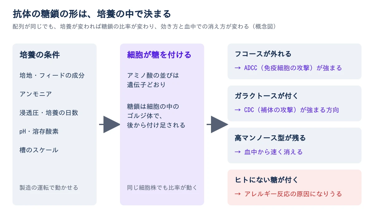 左から右へ3つの箱が矢印でつながる。左は培養の条件で、培地・フィードの成分、アンモニア、浸透圧・培養の日数、pH・溶存酸素、槽のスケールの5つを挙げ、製造の運転で動かせると書く。中央は細胞が糖を付ける段で、アミノ酸の並びは遺伝子どおりだが、糖鎖は細胞の中のゴルジ体で後から付け足され、同じ細胞株でも比率が動くと書く。右は糖鎖の形と変わるものの4つで、フコースが外れるとADCCが強まる、ガラクトースが付くとCDCが強まる方向、高マンノース型が残ると血中から速く消える、ヒトにない糖が付くとアレルギー反応の原因になりうる、と並ぶ。最後の1つだけ赤で示す