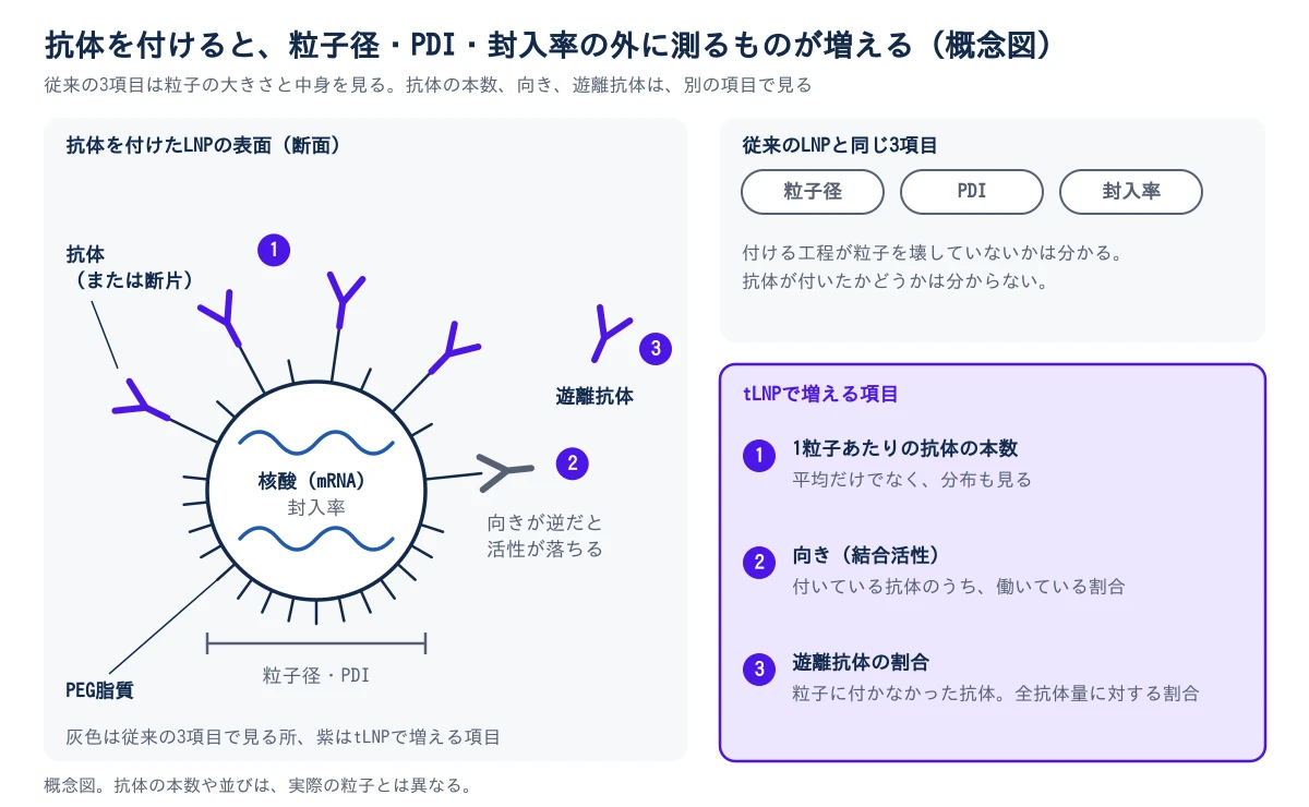 左右2つの区画の概念図。左は抗体を付けたLNPの断面で、中心の粒子の中に核酸(mRNA)があり、外側にPEG脂質が生えている。そのうち数本の先に抗体(または断片)が付き、1本は向きが逆で、向きが逆だと活性が落ちると注記されている。粒子の外には、どこにも付いていない遊離抗体が1つある。粒子の下の線は粒子径とPDI、核酸の下の文字は封入率を指し、この3つが従来のLNPと同じ3項目で、灰色で示される。右上の区画は、その3項目は付ける工程が粒子を壊していないかは分かるが、抗体が付いたかどうかは分からないと説明する。右下の紫の区画は、tLNPで増える3項目で、1は粒子1個あたりの抗体の本数と分布、2は向き(結合活性)で付いている抗体のうち働いている割合、3は遊離抗体の割合。番号は粒子の図の抗体の群、向きが逆の抗体、遊離抗体に対応する。