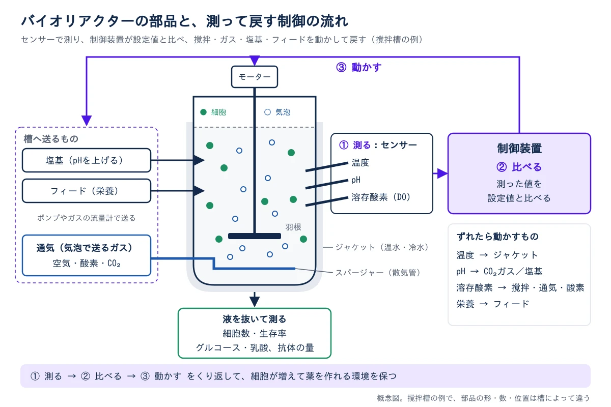 中央に撹拌槽を描く。上のモーターから軸が下り、液の中の羽根を回す。槽の壁はジャケットで覆われ、温水や冷水で温度を保つ。槽の底にはスパージャー(散気管)があり、気泡が液の中を上る。液の中には細胞が浮かんでいる。左側には槽へ送るものを並べ、通気(空気・酸素・CO₂)はスパージャーへ、塩基(pHを上げる)とフィード(栄養)はポンプで槽の横から液に入る。槽の右側の壁から、温度・pH・溶存酸素(DO)の3本のセンサーが液に差し込まれ、①測る の矢印で右の制御装置につながる。制御装置は②比べる で、測った値を設定値と比べる。制御装置から③動かす の矢印が上を通って、モーターと左側の通気・塩基・フィードへ戻る。制御装置の下に、温度はジャケット、pHはCO₂ガスか塩基、溶存酸素は撹拌・通気・酸素の割合、栄養はフィードで戻すという対応を並べる。槽の下からは液を抜き、細胞数・生存率、グルコース・乳酸、抗体の量を測ることを示す。緑の点は細胞、白い丸は気泡を表す。概念図で、撹拌槽の例。部品の形・数・位置は槽によって違う
