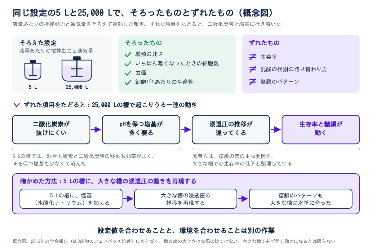 同じ設定で運転した5 Lと25,000 Lの槽を比べた概念図。上段は3つの枠で、左は、そろえた設定が液量あたりの撹拌動力と通気量であること、中央は、そろったものが増殖の速さ、いちばん濃くなったときの細胞数、力価、細胞1個あたりの生産性であること、右は、ずれたものが生存率、乳酸の代謝の切り替わり方、糖鎖のパターンであることを示す。中段は、25,000 Lの槽で起こりうる一連の動きを、左から右への矢印でつないだ4つの箱で示す。二酸化炭素が抜けにくい、pHを保つ塩基が多く要る、浸透圧の推移が違ってくる、生存率と糖鎖が動く、の順。5 Lの槽では、混合も酸素と二酸化炭素の移動も効率がよく、塩基も少なくて済んだ。著者らは、糖鎖の差の主な要因を、大きな槽での生存率の低下と整理している。下段は確かめた方法で、5 Lの槽に塩基(水酸化ナトリウム)を加えて大きな槽の浸透圧の推移を再現すると、糖鎖のパターンも大きな槽の水準に合った。最下部に、設定値を合わせることと、環境を合わせることは別の作業、と書かれている。