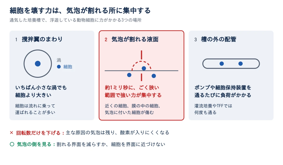 横に並んだ3つの箱。1 撹拌翼のまわりでは、いちばん小さな渦でも細胞より大きく、細胞は流れに乗って運ばれることが多い。2 気泡が割れる液面は赤で強調され、約1ミリ秒にごく狭い範囲で強い力が集中し、近くの細胞、膜の中の細胞、気泡に付いた細胞が傷む。3 槽の外の配管では、ポンプや細胞保持装置を通るたびに負荷がかかり、灌流培養やTFFでは何度も通る。下に、回転数だけを下げると主な原因の気泡は残り酸素が入りにくくなること、気泡の側を見て割れる界面を減らすか細胞を界面に近づけないことが書かれている