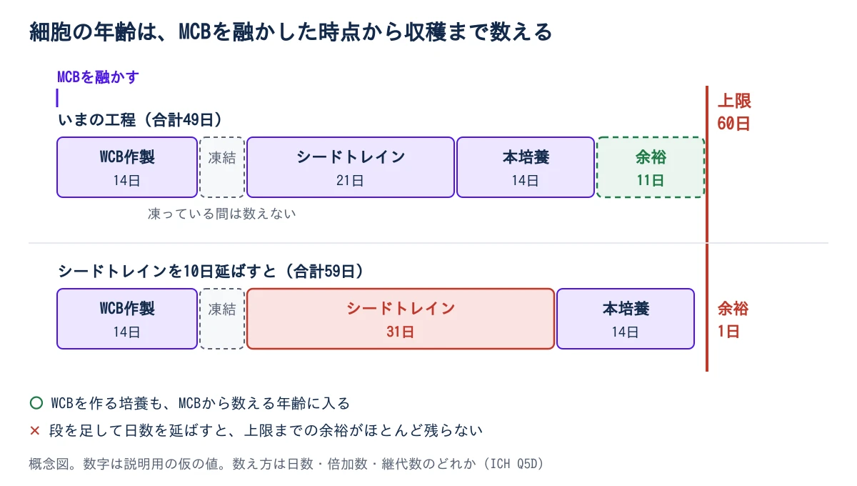 図2 細胞の年齢の数え方の概念図。横に時間の帯が伸び、左端のMCBを融かした時点が起点。帯は、WCBを作る培養14日、WCBとして凍っている期間(数えない)、シードトレイン21日、本培養14日に分かれ、合計49日。右に上限60日の線があり、上限までの余裕は11日。下の段では、シードトレインを10日延ばすと合計59日になり、余裕は1日しか残らない。数字は説明用の仮の値