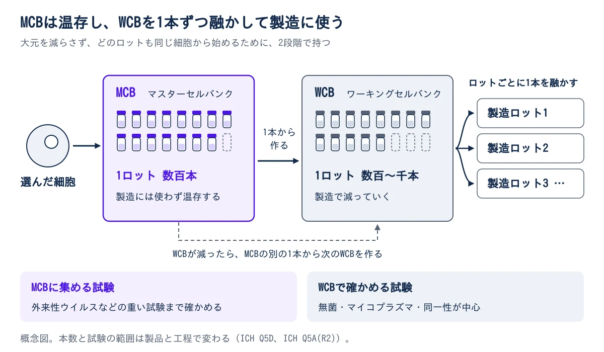 図1 2段階のセルバンクの使い方の概念図。左から、細胞株開発で選んだ細胞、MCB(マスターセルバンク、1ロット数百本、製造には直接使わず温存する)、WCB(ワーキングセルバンク、MCBの1本から作り1ロット数百〜千本)、製造ロットの順に矢印でつながる。製造ロットごとにWCBを1本ずつ融かす。WCBが減ったら、MCBの別の1本から次のWCBを作る。下に、ウイルスなどの重い試験はMCBに集め、WCBでは無菌・マイコプラズマ・同一性を中心に確かめると書かれている