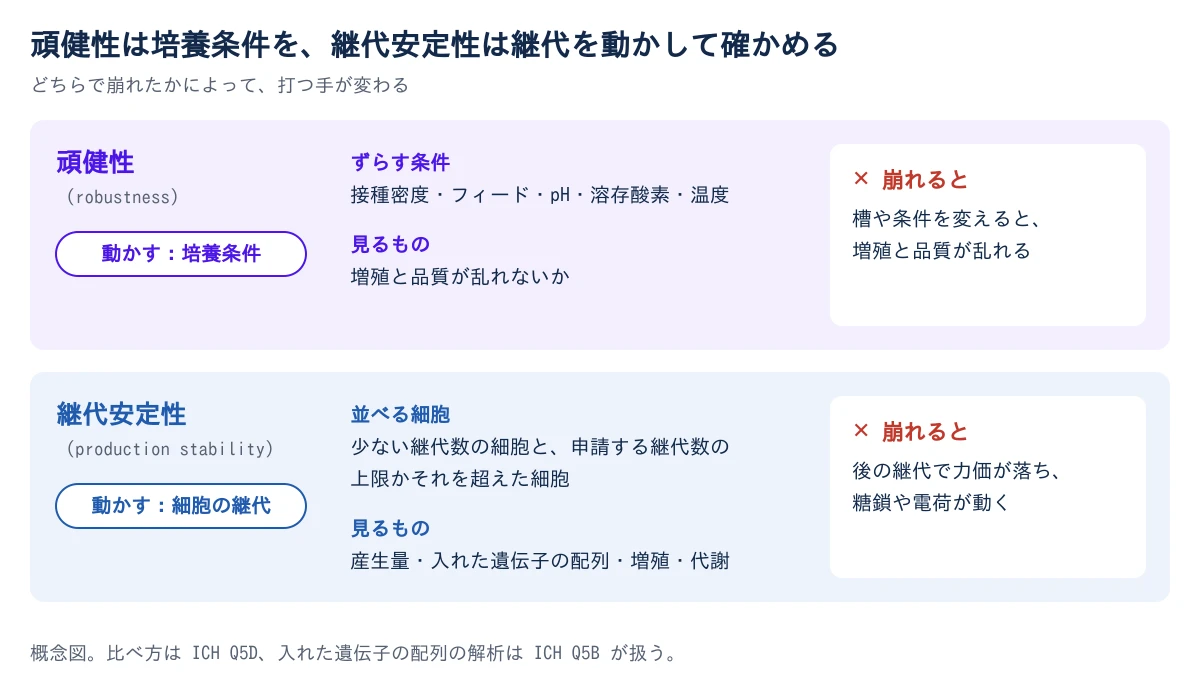 図2 頑健性と継代安定性の違いを上下2段で示す概念図。上の段の頑健性は、候補のクローンの培養条件(接種密度、フィード、pH、DO、温度)を少しずつずらし、増殖と品質が乱れないかを見る。崩れると、槽や条件を変えたときに増殖と品質が乱れる。下の段の継代安定性は、少ない継代数の細胞と、申請する継代数の上限かそれを超えた細胞を並べ、産生量、入れた遺伝子の配列、増殖、代謝を比べる。崩れると、後の継代で力価が落ち、糖鎖や電荷が動く