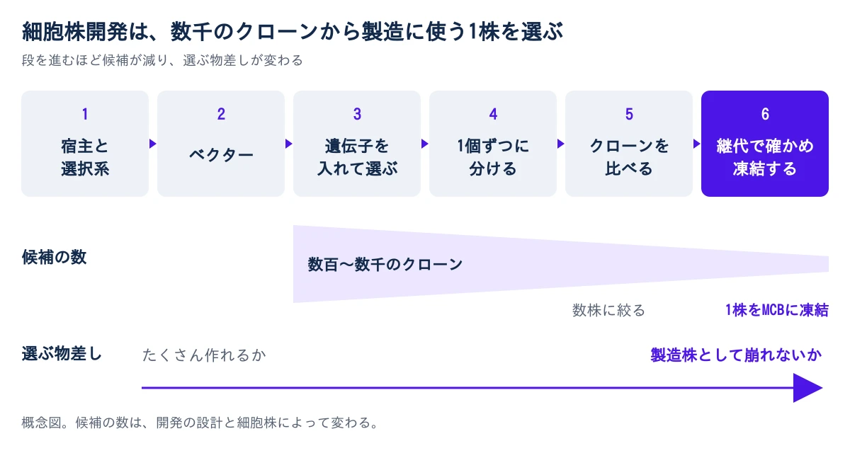 図1 細胞株開発の6段を左から右へ並べた概念図。1 宿主と選択系、2 ベクター、3 遺伝子を入れて選ぶ、4 1個ずつに分ける、5 クローンを比べる、6 継代で確かめて凍結する。その下で候補の数が、数百〜数千のクローンから数株のリード候補、1株へと細くなり、最後の1株をMCBとして凍結する。いちばん下の矢印は、選ぶ物差しが左の「たくさん作れるか」から右の「製造株として崩れないか」へ移ることを示す
