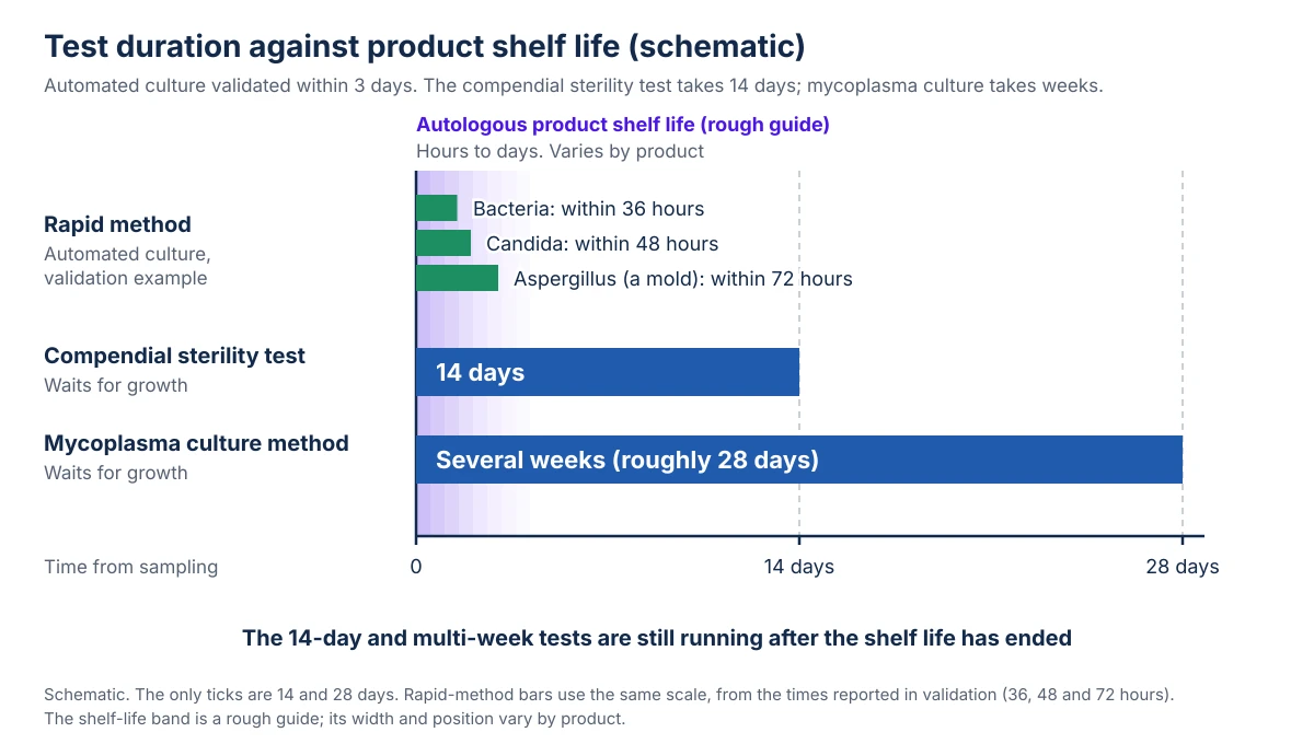 A schematic with time since sampling on the horizontal axis, comparing test durations as horizontal bars. The only ticks are 0, 14 days and 28 days. At the left edge, a pale purple band shows a rough guide to the shelf life of an autologous product, from hours to days. At the top is the rapid method (automated culture, validation example): three short bars about as long as the band, for bacteria within 36 hours, Candida within 48 hours and Aspergillus within 72 hours. Below it, the compendial sterility test is a 14-day bar that extends far beyond the band to the 14-day tick. At the bottom, the mycoplasma culture method is a bar of several weeks (roughly 28 days) that extends to the 28-day tick. The 14-day and multi-week tests are still running after the shelf life has ended. The rapid-method bars are drawn at the same scale as the reported times, and the shelf-life band is a rough guide that varies by product.