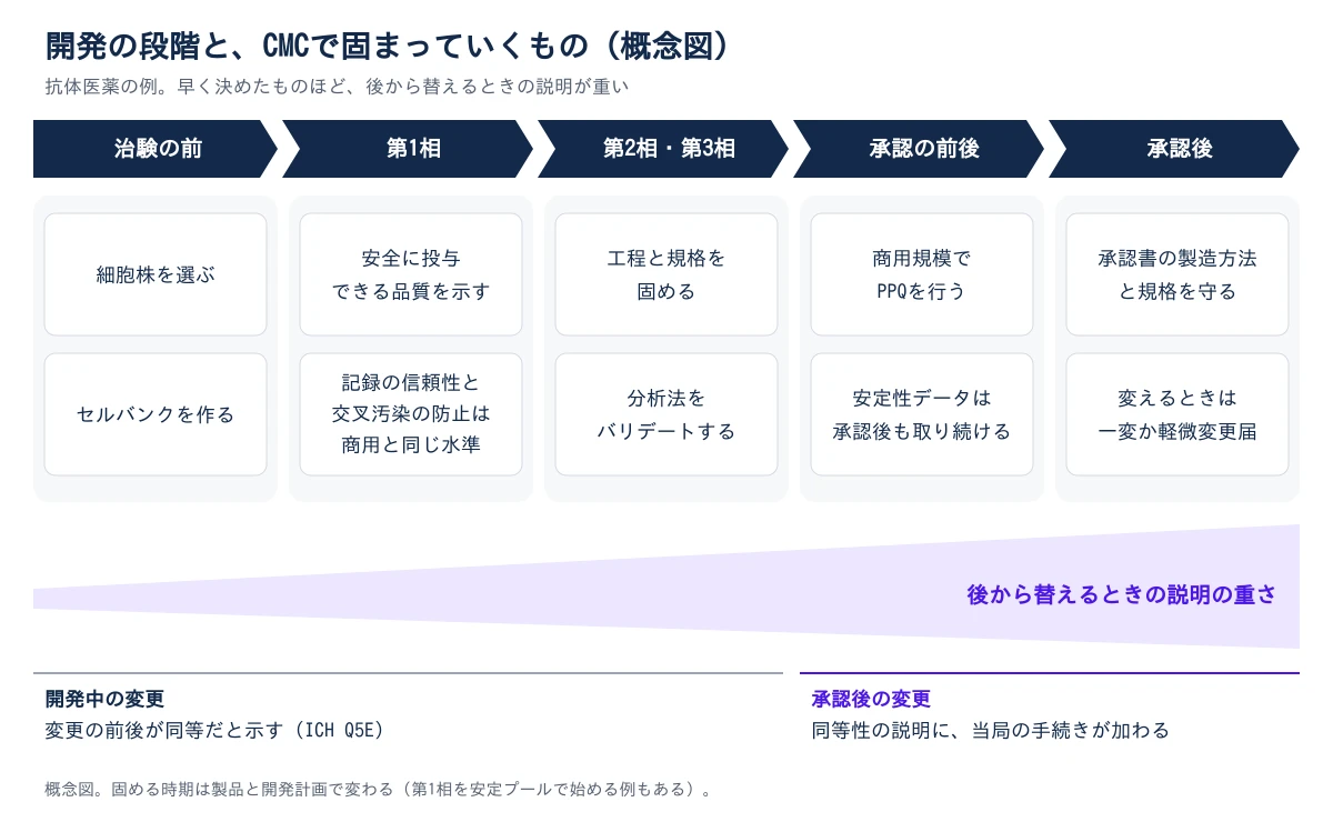 抗体医薬を例に、開発の段階とCMCで固まっていくものを左から右へ並べた概念図。段階は、治験の前、第1相、第2相・第3相、承認の前後、承認後の順。治験の前は、細胞株を選び、セルバンクを作る。第1相は、安全に投与できる品質を示し、記録の信頼性と交叉汚染の防止は商用と同じ水準で求められる。第2相・第3相は、工程と規格を固め、分析法をバリデートする。承認の前後は、商用規模でPPQを行い、安定性のデータは承認後も取り続ける。承認後は、承認書の製造方法と規格を守り、変えるときは一変か軽微変更届の手続きをとる。その下の帯は左から右へ太くなり、後から替えるときの説明が重くなることを示す。開発中の変更では変更の前後が同等だと示し(ICH Q5E)、承認後の変更ではその説明に当局の手続きが加わる。固める時期は製品と開発計画で変わり、第1相を安定プールで始める例もある