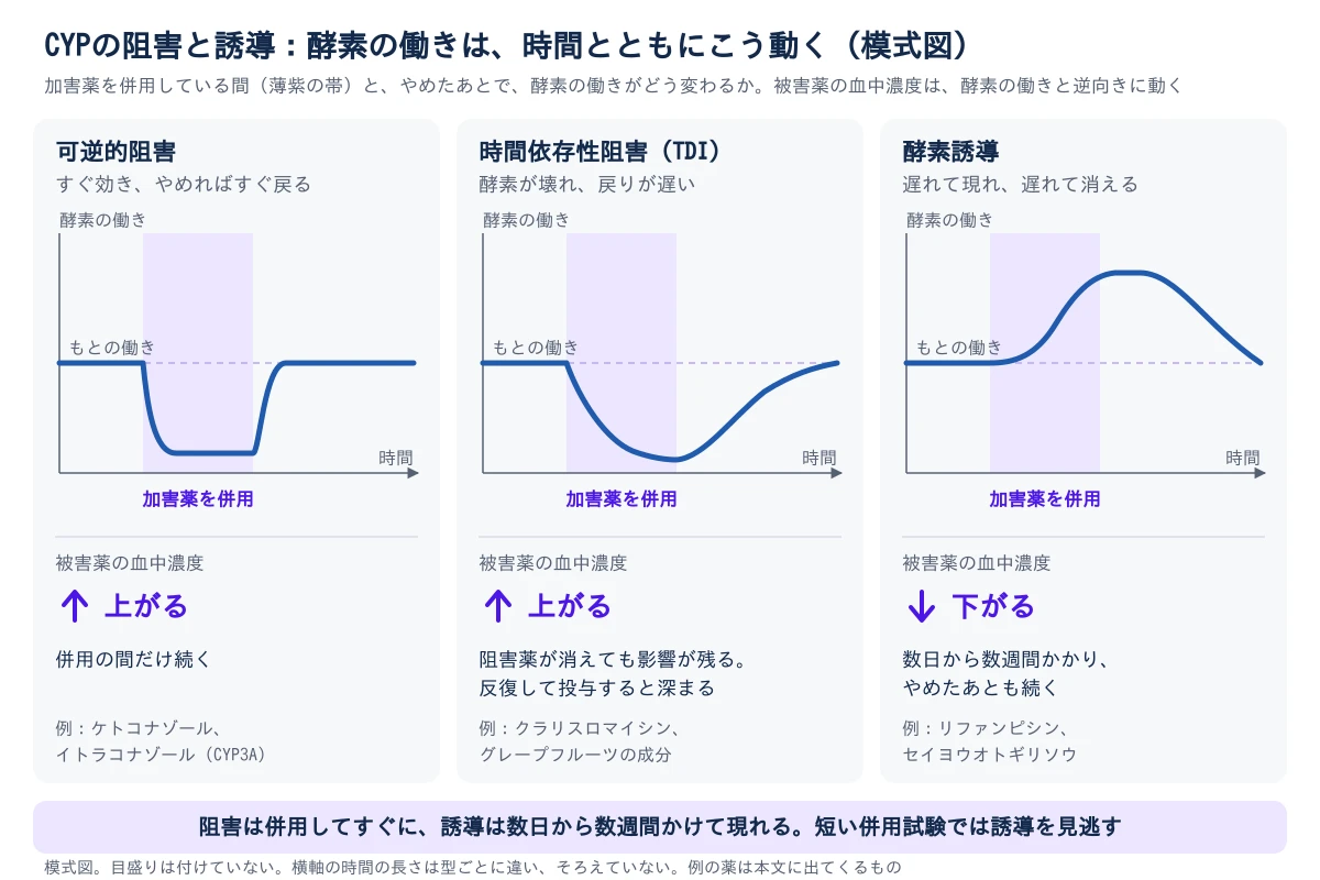 3つの型を横に並べた模式図。どの図も横軸は時間、縦軸は酵素の働きで、薄紫の帯が加害薬を併用している期間、点線がもとの働き。左の可逆的阻害は、併用を始めるとすぐ酵素の働きが下がり、やめるとすぐもとに戻る。被害薬の血中濃度は上がる。例はケトコナゾールとイトラコナゾール。中央の時間依存性阻害(TDI)は、酵素の働きが併用の間に下がり続けて深まり、やめたあともゆっくりしか戻らない。被害薬の血中濃度は上がり、阻害薬が消えても影響が残る。例はクラリスロマイシンとグレープフルーツの成分。右の酵素誘導は、併用を始めてもすぐには変わらず、遅れて酵素の働きが上がり、やめたあともしばらく高いまま、ゆっくりもとに戻る。被害薬の血中濃度は下がる。数日から数週間かかる。例はリファンピシンとセイヨウオトギリソウ。横軸の時間の長さは型ごとに違い、そろえていない。