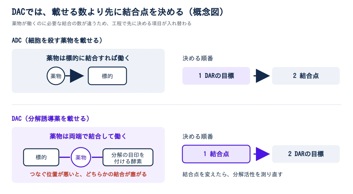 上段はADC。薬物は標的に結合すれば働くため、決める順番は1がDARの目標、2が結合点。下段はDAC。薬物は標的と、分解の目印を付ける酵素の両方に結合して働くため、つなぐ位置が悪いとどちらかの結合が塞がる。決める順番は1が結合点、2がDARの目標で、結合点を変えたら分解活性を測り直す。