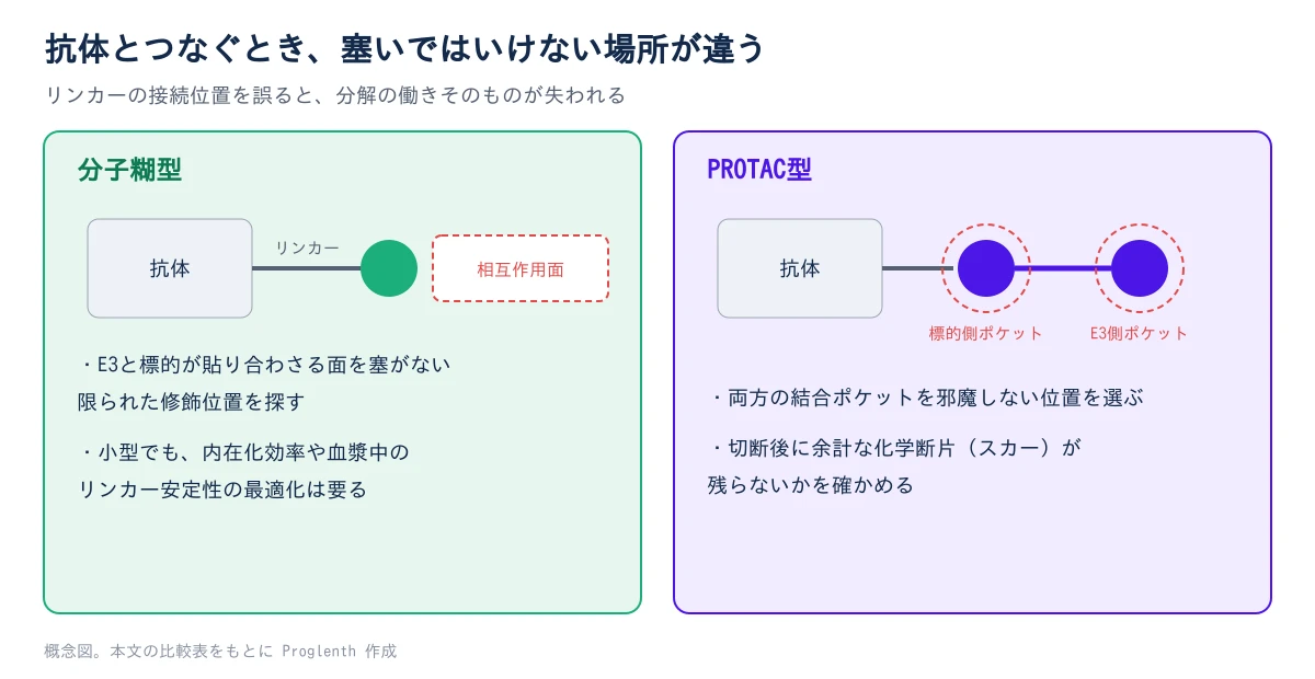 左の分子糊型では、E3リガーゼと標的が貼り合わさる相互作用面を塞がない限られた位置にリンカーをつなぐ。右のPROTAC型では、標的バインダーとE3リガーゼバインダーの両方の結合ポケットを邪魔しない位置にリンカーをつなぎ、切断後に余計な化学断片(スカー)が残らないかも確かめる
