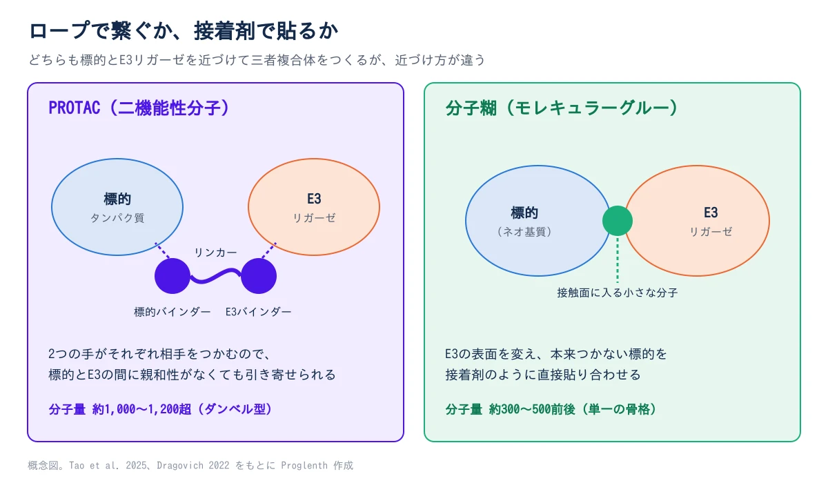 PROTACと分子糊の結合様式の模式図。左のPROTACは標的結合部とE3リガーゼ結合部がリンカーで繋がれたダンベル状の構造で、標的とE3リガーゼの間に直接の親和性がなくても引き寄せる。右の分子糊はE3リガーゼの結合ポケットに入り込み、変化した表面(ネオ基質結合面)に標的が直接貼り合わされる単一の小分子構造