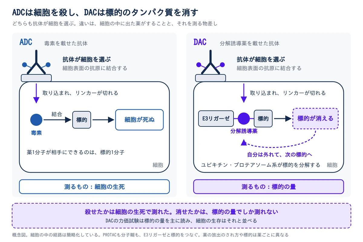 ADCとDACで、細胞の中に出た薬がすることと、測るものを左右に並べた概念図。左のADCは毒素を載せた抗体で、右のDACは分解誘導薬を載せた抗体。どちらも、抗体が細胞表面の抗原に結合して細胞を選び、細胞に取り込まれてリンカーが切れる。左のADCでは、放出された毒素が標的に結合し、細胞が死ぬ。毒素1分子が相手にできるのは標的1分子で、測るものは細胞の生死。右のDACでは、分解誘導薬がE3リガーゼと標的をつなぎ、標的がユビキチン・プロテアソーム系に分解されて消える。薬は自分は外れて、次の標的へ向かう。測るものは標的の量。下の帯は、殺せたかは細胞の生死で測れたが、消せたかは標的の量でしか測れないこと、DACの力価試験は標的の量を主に読み、細胞の生存はそれと並べることを示す。細胞の中の経路は簡略化していて、薬の放出のされ方や標的は薬ごとに異なる
