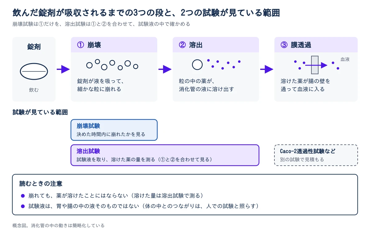 左から右へ、飲んだ錠剤が吸収されるまでの3つの段を並べる。①崩壊:錠剤が消化管の液を吸って細かな粒に崩れる。②溶出:粒の中の薬が消化管の液に溶け出す。③膜透過:溶けた薬が腸の壁を通って血液に入る。下に、それぞれの試験が見ている範囲を帯で示す。崩壊試験は①だけを見て、決めた時間内に崩れたかを目で見て判定する。溶出試験は①と②を合わせて見て、試験液に溶けた薬の量を測る。③はCaco-2透過性試験などの別の試験で見積もる。いちばん下に、注意点を2つ示す。崩れても、薬が溶けたことにはならない。試験液は、胃や腸の中の液そのものではない。概念図で、消化管の中の動きは簡略化している