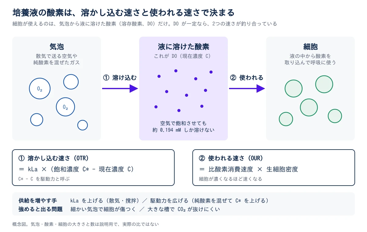 上に「培養液の酸素は、溶かし込む速さと使われる速さで決まる」という題。左から順に、気泡、液に溶けた酸素、細胞の3つの区画が並ぶ。左の気泡は、散気で送る空気や純酸素を混ぜたガスで、①溶け込む矢印で中央の区画へつながる。中央は液に溶けた酸素で、これがDO(現在濃度C)であり、空気で飽和させても約0.194 mMしか溶けないと書かれている。中央から②使われる矢印で右の細胞へつながり、細胞は液の中から酸素を取り込んで呼吸に使う。下の2つの枠に式がある。①溶かし込む速さ(OTR)はkLa×(飽和濃度C*−現在濃度C)で、C*−Cを駆動力と呼ぶ。②使われる速さ(OUR)は比酸素消費速度×生細胞密度で、細胞が濃くなるほど速くなる。いちばん下の帯に、供給を増やす手として、kLaを上げる(散気・撹拌)と、駆動力を広げる(純酸素を混ぜてC*を上げる)を並べ、強めると出る問題として、細かい気泡で細胞が傷つくことと、大きな槽でCO₂が抜けにくいことを並べる。概念図で、大きさと数は実際の比ではない