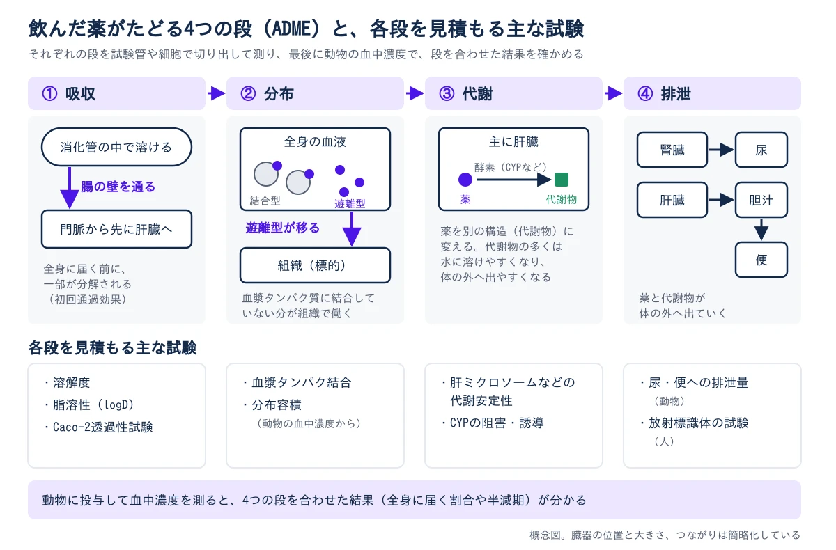 上の段に、飲んだ薬がたどる4つの段を左から右へ並べる。①吸収:消化管の中で溶けた薬が腸の壁を通り、門脈から先に肝臓へ流れ、全身に届く前に一部が分解される(初回通過効果)。②分布:全身の血液の中で、血漿タンパク質に結合した結合型と、結合していない遊離型があり、遊離型が組織(標的)へ移って働く。③代謝:主に肝臓で、酵素(CYPなど)が薬を代謝物に変え、代謝物の多くは水に溶けやすくなって体の外へ出やすくなる。④排泄:腎臓から尿へ、肝臓から胆汁を経て便へ、薬と代謝物が出ていく。下の段に、各段を見積もる主な試験を並べる。吸収は溶解度・脂溶性(logD)・Caco-2透過性試験、分布は血漿タンパク結合と動物の血中濃度から求める分布容積、代謝は肝ミクロソームなどでの代謝安定性とCYPの阻害・誘導、排泄は動物での尿・便への排泄量と人での放射標識体の試験。いちばん下の帯に、動物に投与して血中濃度を測ると、4つの段を合わせた結果(全身に届く割合や半減期)が分かると示す。概念図で、臓器の位置と大きさ、つながりは簡略化している