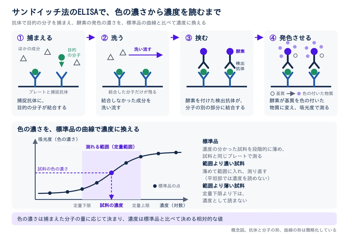 上の段に、サンドイッチ法のELISAの4つの段を左から右へ並べる。①捕まえる:プレートに固定した捕捉抗体に、試料の中の目的の分子が結合し、ほかの成分は結合しない。②洗う:結合しなかった成分を洗い流し、捕捉抗体に結合した目的の分子だけが残る。③挟む:酵素を付けた検出抗体が、目的の分子の別の部分に結合する。④発色させる:基質を加えると酵素が基質を色の付いた物質に変え、色の濃さを吸光度で測る。下の段は、色の濃さを標準品の曲線で濃度に換える図で、横軸は濃度(対数)、縦軸は吸光度(色の濃さ)。濃度の分かった標準品の点を結ぶとS字の曲線になり、傾きのある中ほどの区間だけが測れる範囲(定量下限から定量上限まで)として塗られている。試料の色の濃さから横に線を引いて曲線に当て、下に下ろした位置が試料の濃度になる。右側の注記は3つで、標準品は濃度の分かった試料を段階的に薄めて試料と同じプレートで測ること、範囲より濃い試料は薄めて範囲に入れて測り直すこと(平坦部では濃度を読めない)、定量下限より下は濃度として読まないこと。いちばん下の帯に、色の濃さは捕まえた目的の分子の量に応じて決まり、濃度は標準品と比べて決める相対的な値であると示す。概念図で、抗体と分子の形、曲線の形は簡略化している