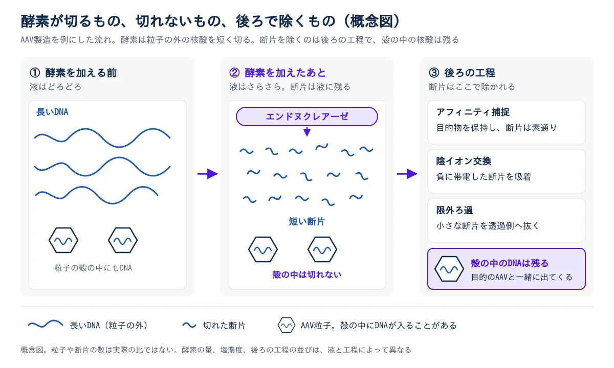 エンドヌクレアーゼ処理の前、後、後ろの工程を左から右へ並べた概念図。左は酵素を加える前で、長いDNAがうねって液がどろどろの状態にあり、DNAを殻の中に持つAAV粒子が2つある。中央は酵素を加えたあとで、粒子の外の長いDNAは短い断片に切れて液はさらさらになるが、断片は液に残る。粒子の殻の中のDNAは切れない。右は後ろの工程で、アフィニティ捕捉は目的物を保持して断片を素通りさせ、陰イオン交換は負に帯電した断片を吸着し、限外ろ過は小さな断片を透過側へ抜く。殻の中のDNAは除かれず、目的のAAVと一緒に出てくる。