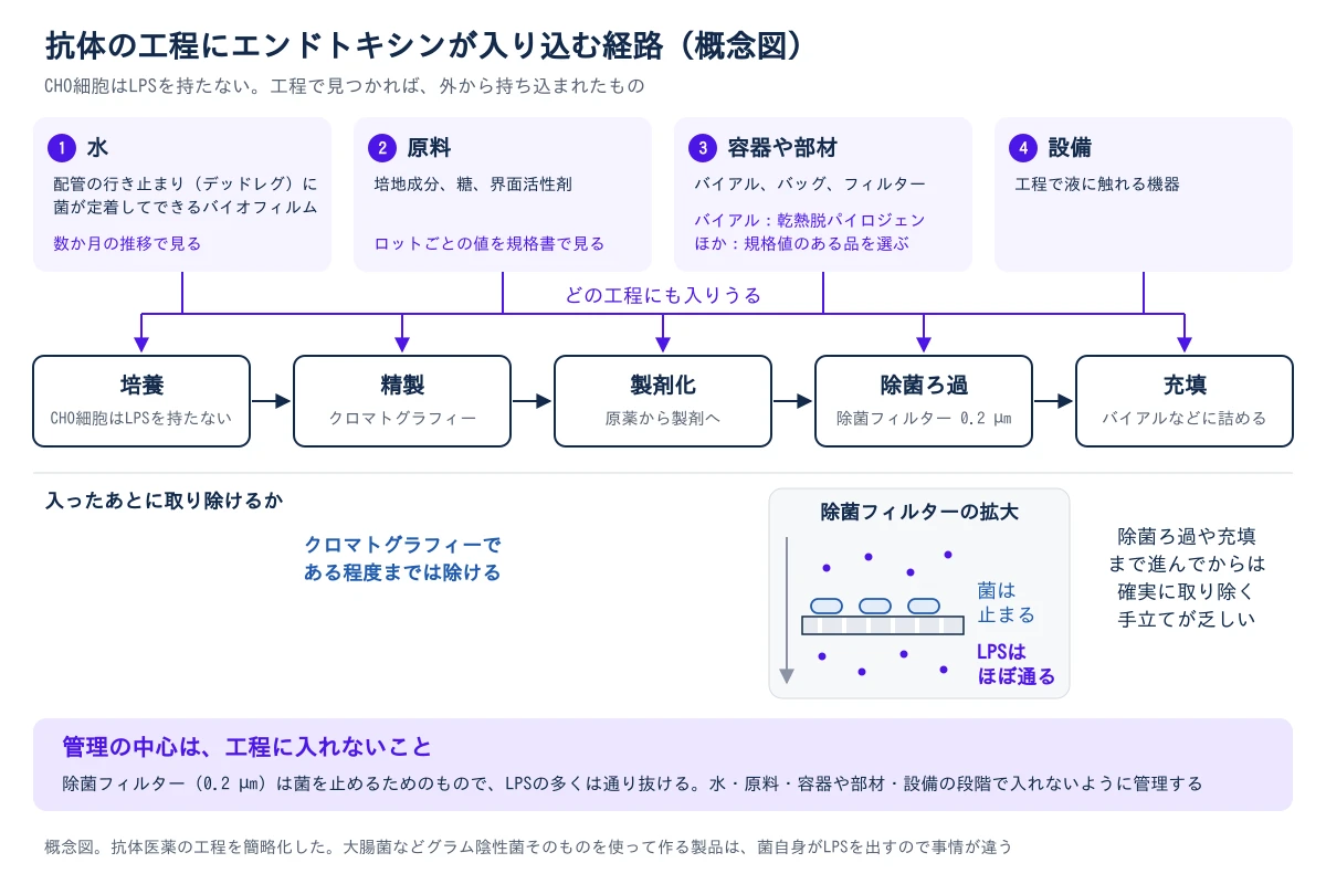 図2 抗体の工程にエンドトキシンが入り込む経路の概念図。上段に4つの入り口が並ぶ。1 水は配管の行き止まり(デッドレグ)に定着するバイオフィルムが出どころで、数か月の推移で見る。2 原料は培地成分、糖、界面活性剤で、ロットごとの値を規格書で見る。3 容器や部材はバイアル、バッグ、フィルターで、バイアルは乾熱脱パイロジェンを通し、ほかは規格値のある品を選ぶ。4 設備は工程で液に触れる機器。4つとも、培養、精製、製剤化、除菌ろ過、充填のどの工程にも入りうる。培養に使うCHO細胞はLPSを持たない。下段は入ったあとに取り除けるかを示し、精製ではクロマトグラフィーである程度までは除ける。除菌フィルターの拡大図では、菌は膜の上で止まるが、LPSはほぼ通り抜ける。除菌ろ過や充填まで進んでからは、確実に取り除く方法が乏しい。最下段に、除菌フィルター(0.2 µm)は菌を止めるためのものでLPSの多くは通り抜けるため、管理の中心は水・原料・容器や部材・設備からエンドトキシンを入れないことにあると添えている