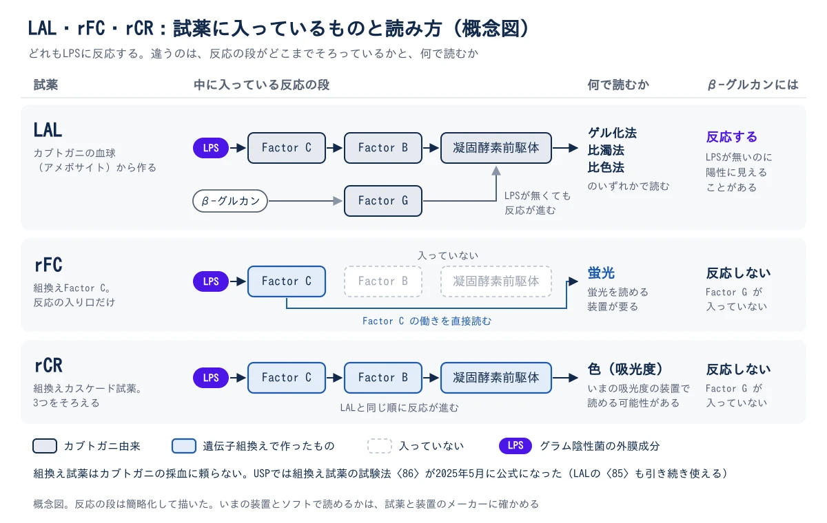 図1 LAL・rFC・rCRの3つの試薬を、中に入っている反応の段、何で読むか、β-グルカンに反応するかで並べた概念図。LALはカブトガニの血球(アメボサイト)から作り、LPSがFactor Cを活性化し、Factor B、凝固酵素前駆体の順に反応が進む。LALにはFactor Gもあり、β-グルカンがFactor Gから凝固酵素前駆体へ反応を進めるため、LPSが無いのに陽性に見えることがある。ゲル化法、比濁法、比色法のいずれかで読む。rFCは反応の入り口のFactor Cだけを遺伝子組換えで作ったもので、Factor Bと凝固酵素前駆体は含まず、Factor Cの働きを蛍光で読むため、蛍光を読める装置が要る。rCRはFactor C、Factor B、凝固酵素前駆体の3つを遺伝子組換えでそろえた試薬で、LALと同じ順に反応が進み、吸光度で読むため、いまの吸光度の装置で読める可能性がある。rFCとrCRはFactor Gを含まないため、β-グルカンには反応しない。下に、組換え試薬はカブトガニの採血に頼らないこと、USPでは組換え試薬の試験法〈86〉が2025年5月に公式になり、LALを使う〈85〉も引き続き使えることを添えている