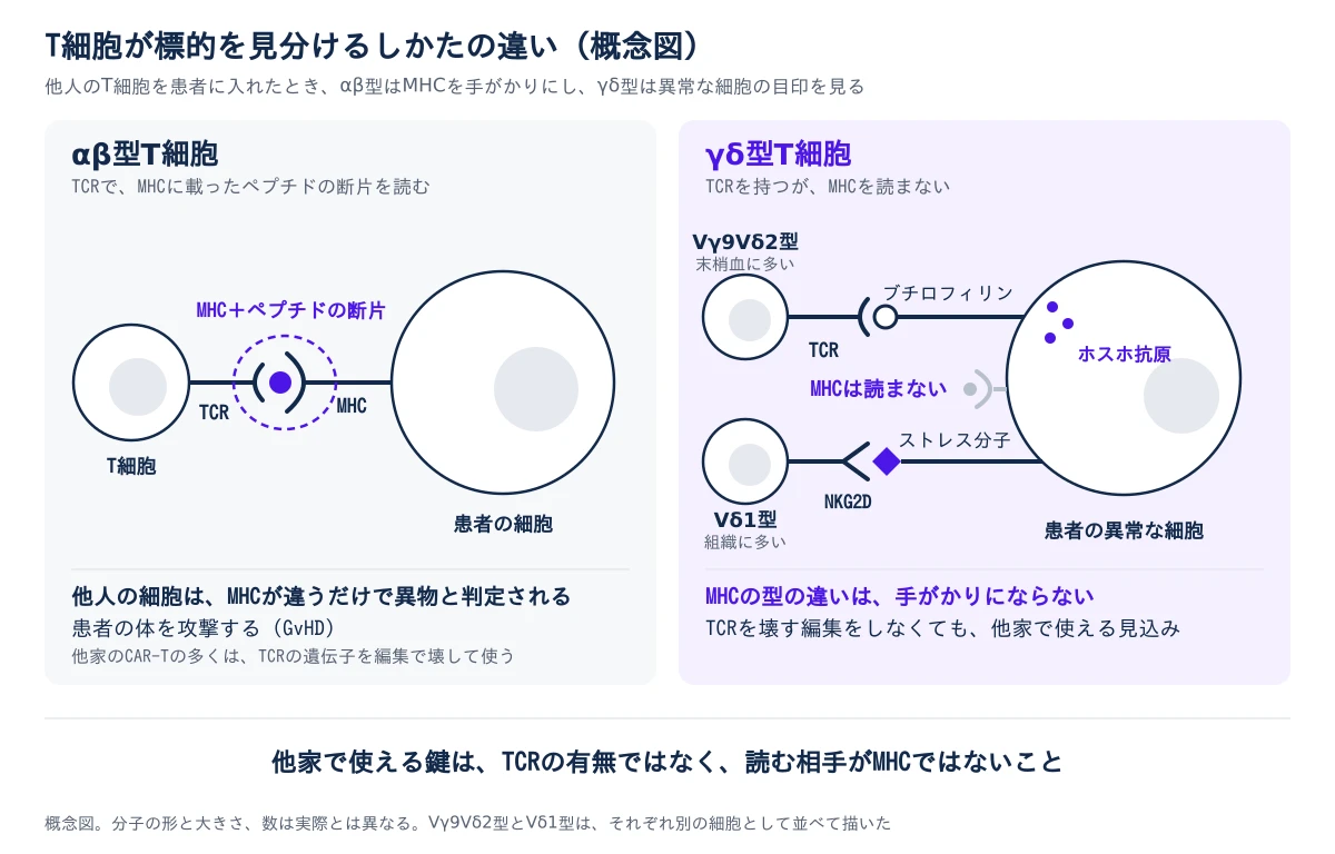 αβ型T細胞とγδ型T細胞が標的を見分けるしかたを左右に並べた概念図。左のαβ型は、他人のT細胞のTCRが、患者の細胞にあるMHCに載ったペプチドの断片に取りつく。他人の細胞はMHCが違うだけで異物と判定され、患者の体を攻撃する(GvHD)ので、他家のCAR-Tの多くはTCRの遺伝子を編集で壊して使う。右のγδ型は、TCRを持つがMHCを読まない。末梢血に多いVγ9Vδ2型は、患者の異常な細胞の中に溜まったホスホ抗原を、細胞表面のブチロフィリンを介してTCRで感知する。組織に多いVδ1型は、ストレスを受けた細胞が出す分子を、NKG2Dなどの受容体で拾う。細胞表面のMHCは薄く描かれ、読まないことを示す。MHCの型の違いは手がかりにならないので、TCRを壊す編集をしなくても他家で使える見込みがある。下の一文は、他家で使える鍵はTCRの有無ではなく、読む相手がMHCではないことだと示す。