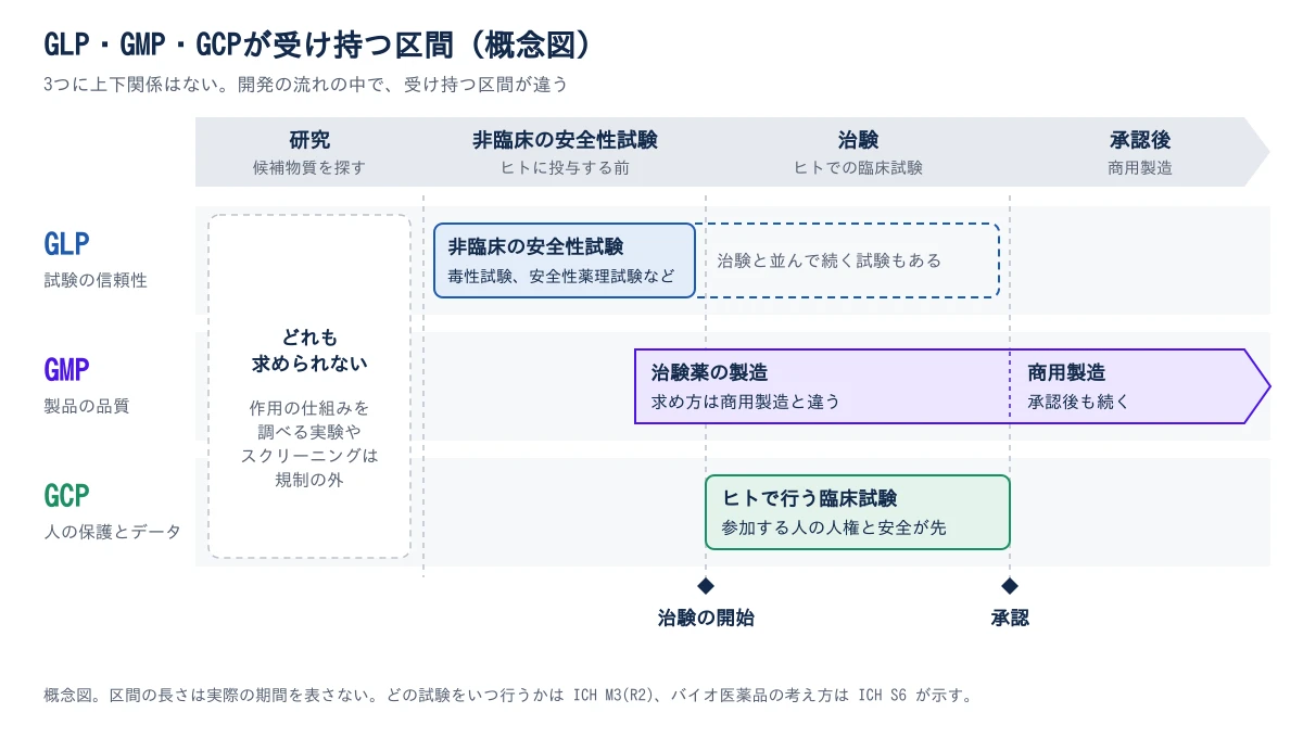 GLP・GMP・GCPが受け持つ区間の概念図。横軸は開発の流れで、左から研究(候補物質を探す)、非臨床の安全性試験(ヒトに投与する前)、治験(ヒトでの臨床試験)、承認後(商用製造)と進み、治験の開始と承認に印がある。研究の区間では3つのどれも求められず、作用の仕組みを調べる実験やスクリーニングは規制の外にある。GLP(試験の信頼性)の帯は、非臨床の安全性試験(毒性試験、安全性薬理試験など)から始まり、治験と並んで続く試験もあることを破線で示す。GMP(製品の品質)の帯は、治験の開始より前の治験薬の製造から始まる。治験薬では求め方が商用製造と違い、承認後も商用製造として続く。GCP(人の保護とデータ)の帯は、治験の開始から承認までのヒトで行う臨床試験にかかり、参加する人の人権と安全が先にある。区間の長さは実際の期間を表さない