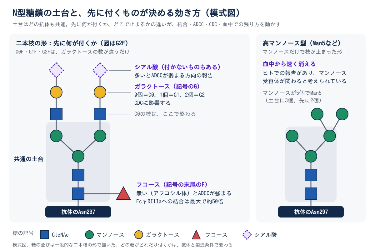 左は二本枝の糖鎖(図はG2F)の模式図。下の抗体のAsn297から上へ、N-アセチルグルコサミン(GlcNAc)2個とマンノース3個の「共通の土台」が伸び、二本の枝に分かれる。枝の先にはGlcNAc、ガラクトース、シアル酸の順に付く。シアル酸は付かないものもあり、多いとADCCが弱まる方向の報告がある。ガラクトースは記号のGで、0個ならG0、1個ならG1、2個ならG2で、CDCに影響する。G0の枝はGlcNAcで終わる。土台の根もとのGlcNAcには、横からフコースが付くことがある(記号の末尾のF)。フコースが無い(アフコシル体)とADCCが強まり、FcγRIIIaへの結合は最大で約50倍になる。右は高マンノース型(Man5など)の模式図。同じ土台に、マンノース2個だけが付いて枝が止まっている。マンノース5個でMan5。ヒトで血中から速く消えると報告されており、マンノース受容体が関わると考えられている。
