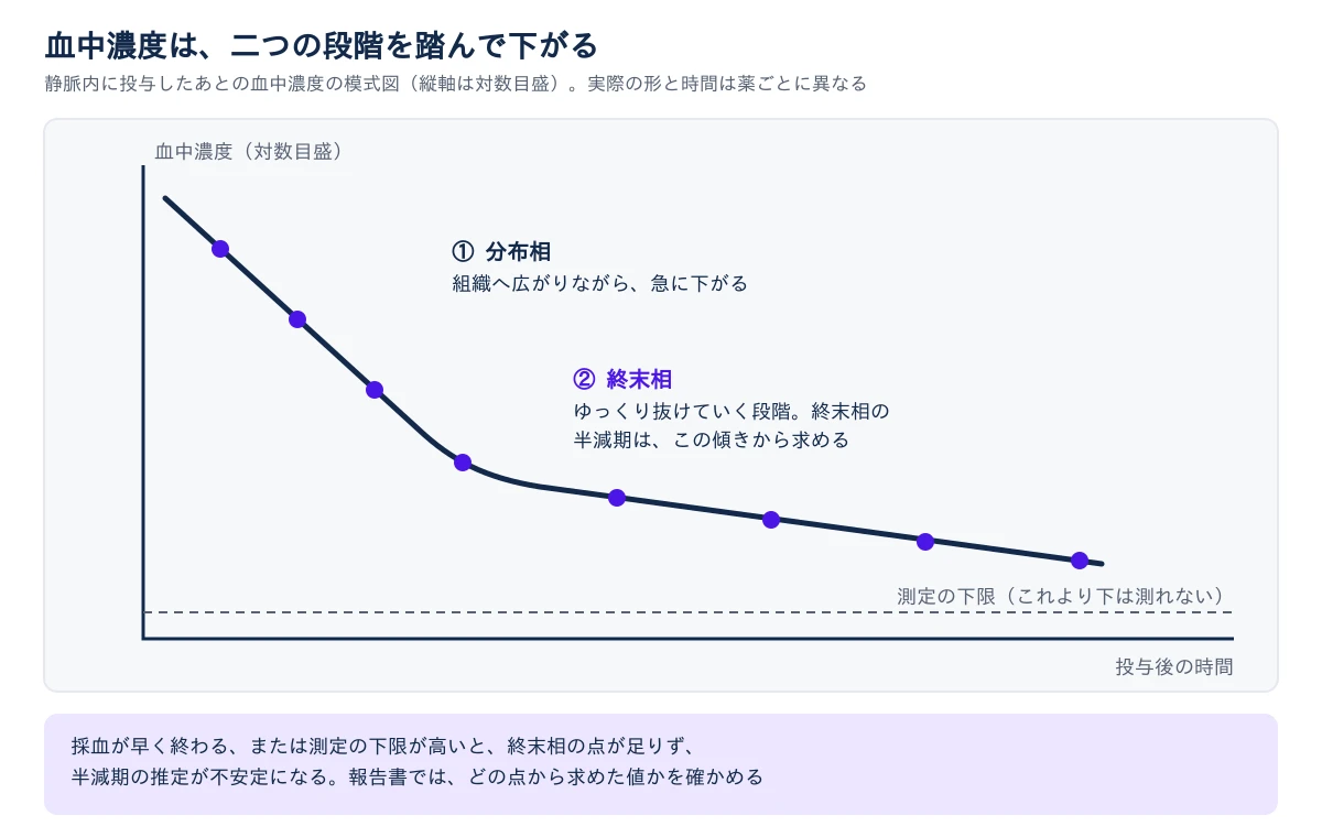静脈内投与後の血中濃度の模式図。縦軸は対数目盛、横軸は投与後の時間。曲線は、投与直後に急に下がる分布相と、そのあとゆっくり下がる終末相の二段階で、各段階に採血点がある。下に測定の下限を示す破線があり、採血が早く終わる、または測定の下限が高いと終末相の点が足りず、半減期の推定が不安定になることを注記している。