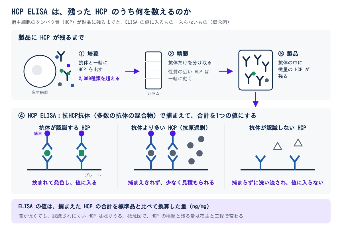 上の段は、HCPが製品に残るまでの3段。①培養では、宿主細胞が抗体と一緒にHCPを出し、HCPは2,000種類を超える。②精製では抗体だけを分け取るが、性質の近いHCPは一緒に動く。③製品には、抗体の中に微量のHCPが残る。製品から下の段へ矢印が下りる。下の段は④HCP ELISAで、多数の抗体の混合物である抗HCP抗体でHCPを捕まえ、合計を1つの値にする。3つの場合を並べる。左は抗HCP抗体が認識するHCPで、プレートに固定した抗体と酵素を付けた抗体に挟まれて発色し、値に入る。中央は抗体の量より多いHCP(抗原過剰)で、捕まえきれない分があり、少なく見積もられる。右は抗HCP抗体が認識しないHCPで、捕まらずに洗い流され、値に入らない。下の帯に、ELISAの値は捕まえたHCPの合計を標準品と比べて換算した量(ng/mg)で、値が低くても認識されにくいHCPが残っていることがあると示す。概念図で、HCPの種類と残る量は宿主と工程で変わる