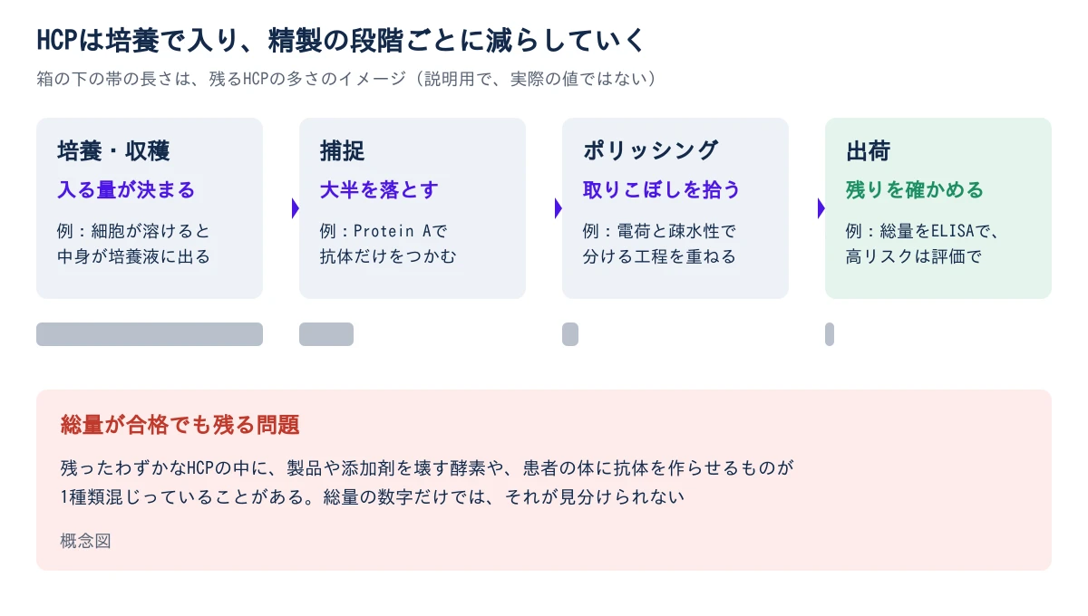 左から、培養・収穫(入る量が決まる。細胞が溶けると中身が培養液に出る)、捕捉(大半を落とす。Protein Aで抗体だけをつかむ)、ポリッシング(取りこぼしを拾う。電荷と疎水性で分ける工程を重ねる)、出荷(残りを確かめる。総量を酵素免疫測定法(ELISA)で。高リスクのHCPはリスク評価で管理する)の4つの箱が矢印でつながる。箱の下の灰色の帯は右へ行くほど短くなり、残るHCPが減ることを表す。下の赤い枠には、残ったわずかなHCPの中に製品や添加剤を壊す酵素や患者の体に抗体を作らせるものが1種類混じることがあり、総量の数字だけでは見分けられないと書かれている