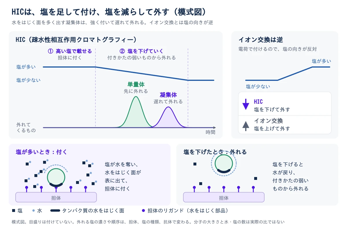 HICの模式図。左上は、塩の濃さの線と、外れてくるものの山を時間でそろえて並べたもの。最初は高い塩で載せて担体に付き、次に塩を下げていくと、付きかたの弱い単量体の山が先に出て、水をはじく面の多い凝集体の山が遅れて出る。右上は、イオン交換では低い塩で付けて塩を上げて外すので、塩の向きがHICと逆であることを示す。下の2枚は、なぜ塩で付くかの仕組み。塩が多いと、塩が水を奪い、タンパク質の水をはじく面が表に出て、担体のリガンドに付く。塩を下げると水が戻ってタンパク質を包み、担体から外れる。