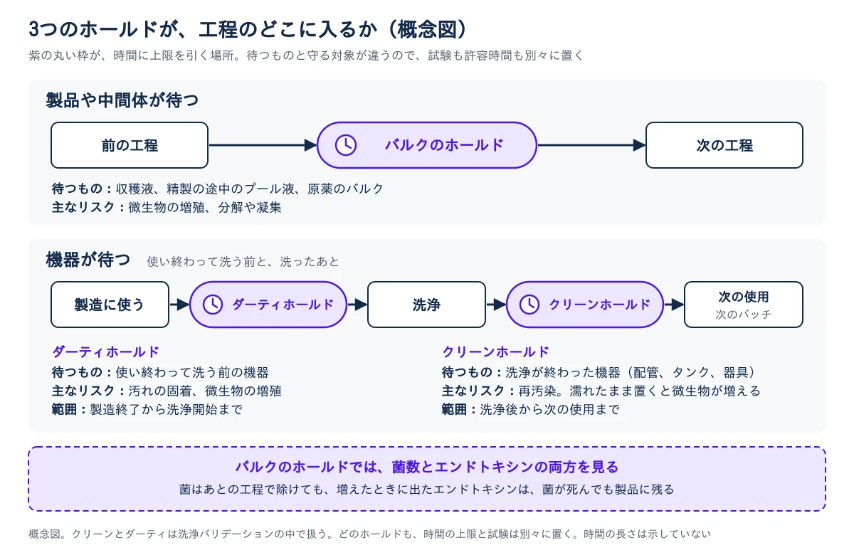3つのホールドの位置を示す概念図。上段は製品や中間体が待つバルクのホールドで、前の工程と次の工程のあいだに入る。待つものは収穫液、精製の途中のプール液、原薬のバルクで、主なリスクは微生物の増殖と、分解や凝集。下段は機器が待つ流れで、製造に使う、ダーティホールド、洗浄、クリーンホールド、次の使用(次のバッチ)の順に進む。ダーティホールドは製造終了から洗浄開始までで、使い終わって洗う前の機器が待ち、リスクは汚れの固着と微生物の増殖。クリーンホールドは洗浄後から次の使用までで、洗浄が終わった機器が待ち、リスクは再汚染で、濡れたまま置くと微生物が増える。いちばん下の枠は、バルクのホールドでは菌数とエンドトキシンの両方を見ること。菌はあとの工程で除けても、増えたときに出たエンドトキシンは菌が死んでも製品に残る。